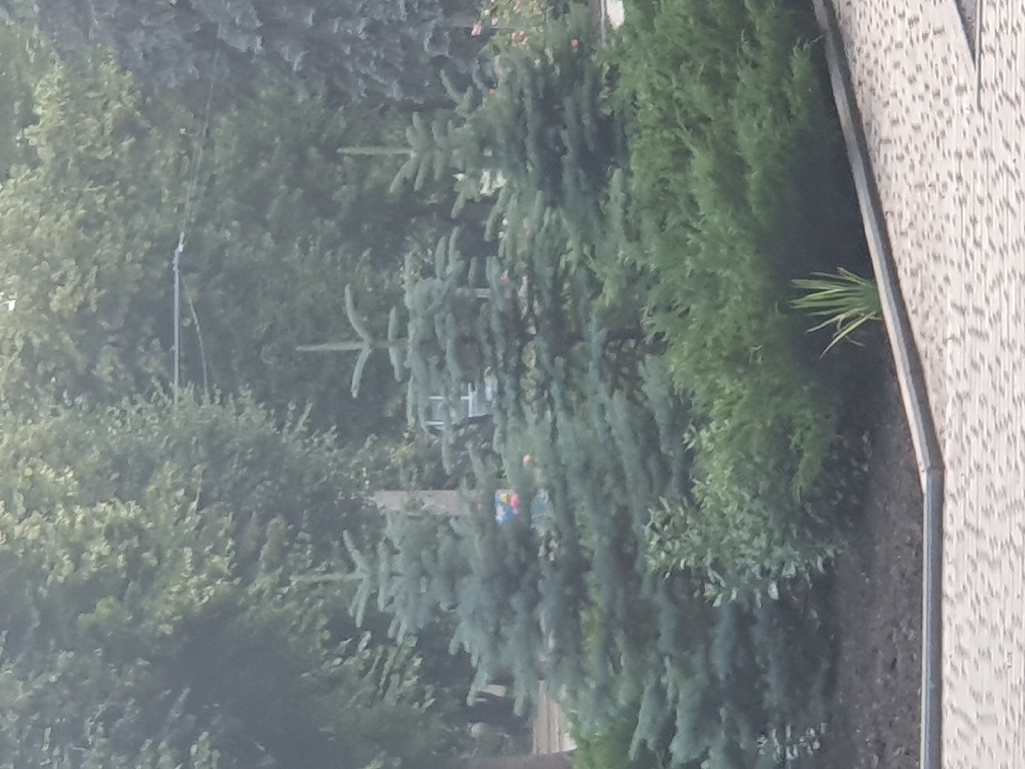 In an outdoor park setting in Unknown, Unknown, three young evergreen trees with blue-green needles stand prominently in the foreground. They are densely branched and appear to be well-maintained. Behind them, a thick hedge of dark green, bushy shrubs forms a dense backdrop. In the far background, a variety of deciduous trees with green foliage create a hazy, layered effect. A paved walkway with a light-colored, patterned surface runs along the bottom of the frame, bordered by a dark gray curb. The lighting is diffused, suggesting an overcast day or early morning/late evening. There are no visible people in the image.