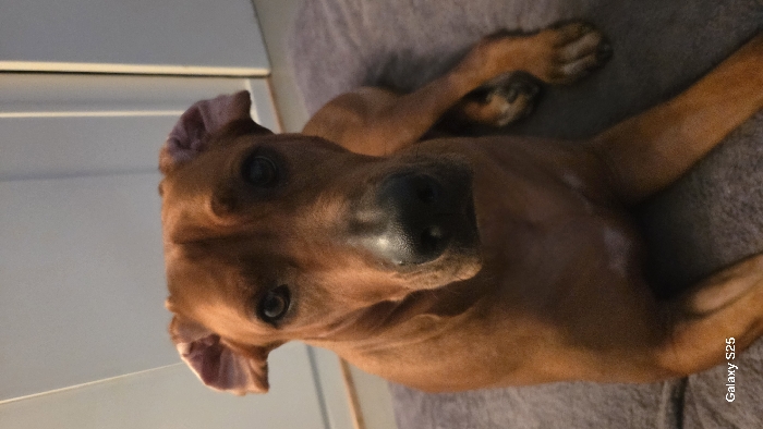 A brown dog with floppy ears lies on its side on a gray surface. Its head is turned towards the camera, offering a close-up view of its face. The dog has dark, round eyes and a shiny black nose. A white wall or cabinet is visible in the background on the left side of the frame.