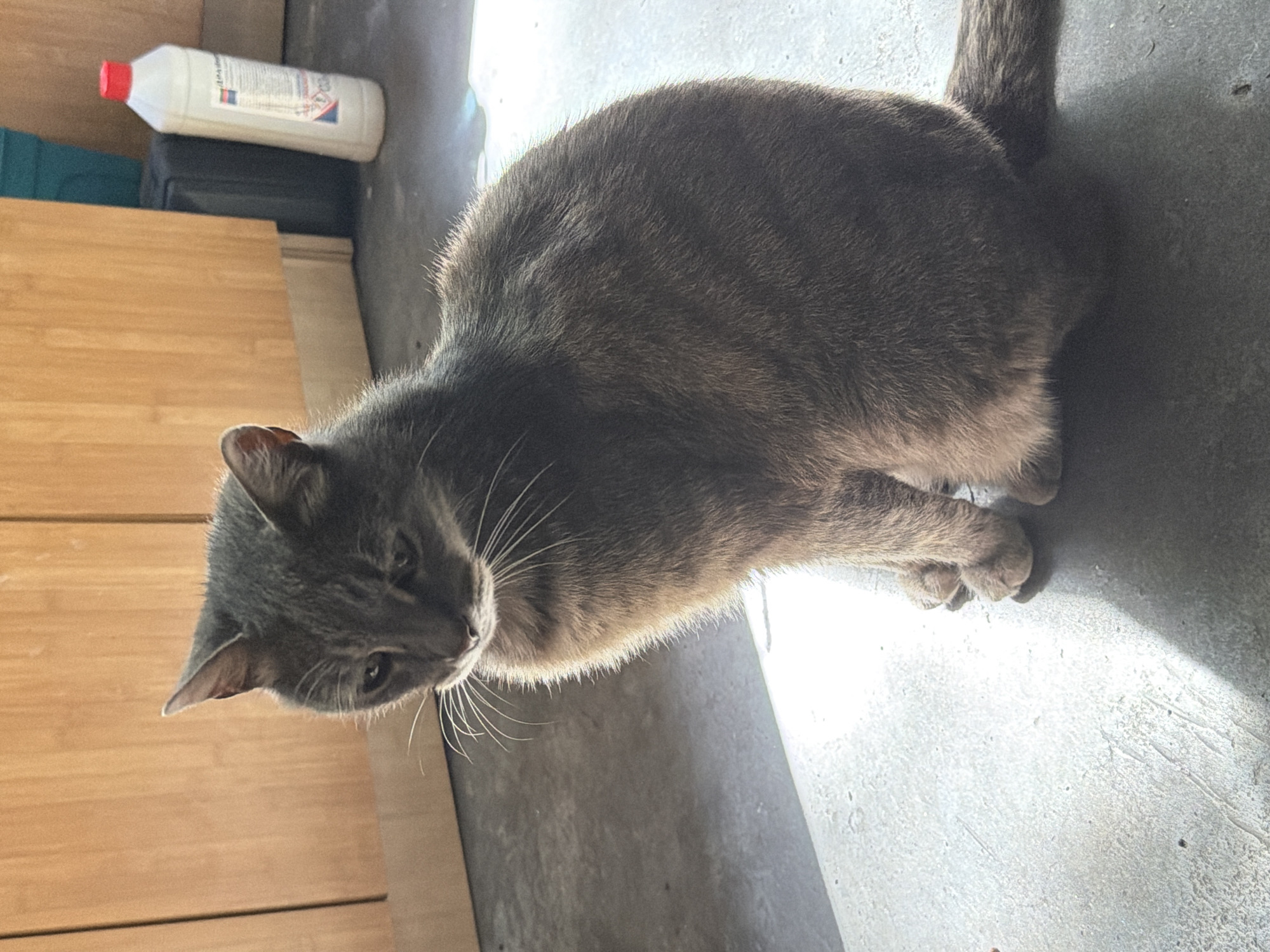 A gray domestic cat is sitting on a gray concrete floor indoors. The cat is facing left with its head slightly down. The background consists of light brown wooden cabinets and a blue trash can with a white bottle of liquid with a red cap to the right of the cat. Sunlight is casting a shadow on the floor to the left of the cat.