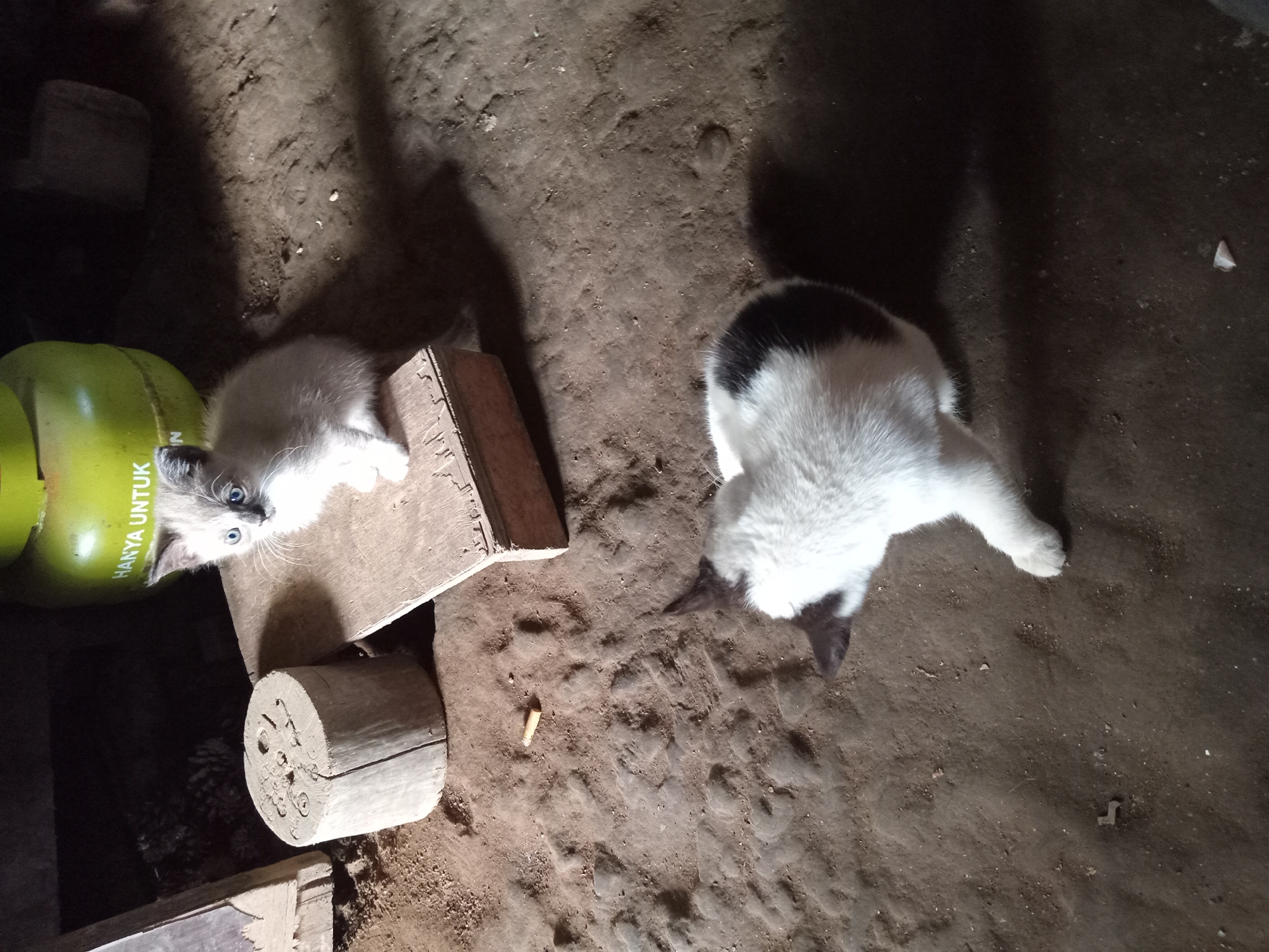 The image depicts an indoor scene with a dirt floor, possibly in a rustic dwelling. In the background, a bright green gas cylinder is visible. In the mid-ground, a small, light-colored kitten with blue eyes sits on a wooden plank. To the left of the kitten is a cylindrical piece of wood. In the foreground, a black and white cat is lying on the dirt floor, facing away from the camera. The environment appears somewhat cluttered and dimly lit. The location is identified as Claket, Indonesia.