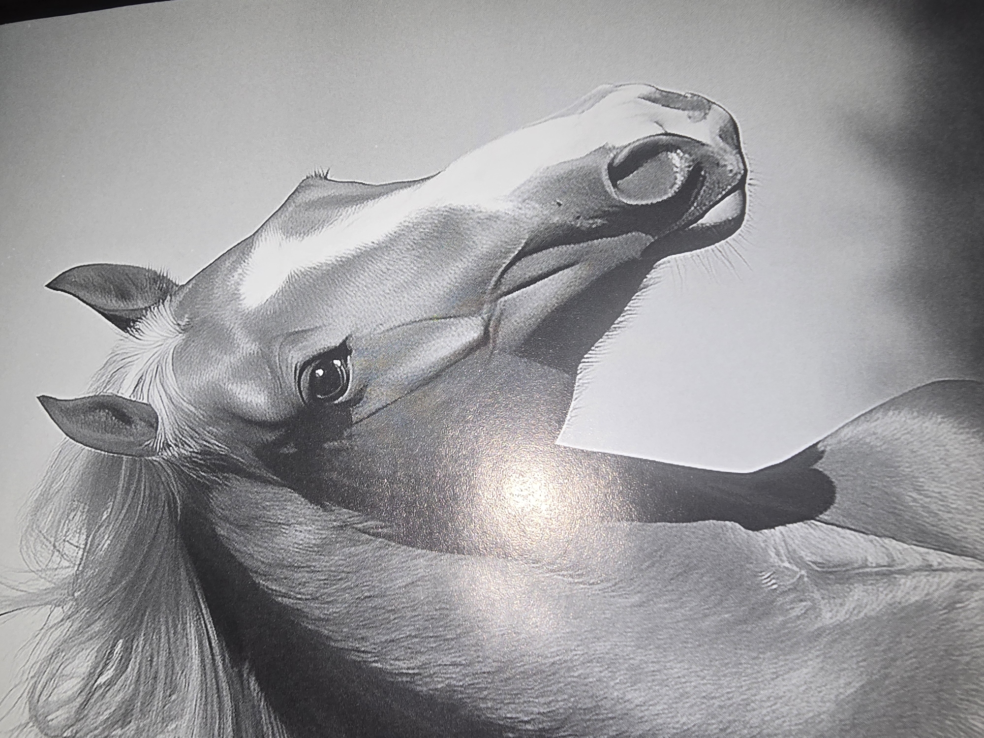 This is a black and white drawing of a horse's head and neck. The horse is facing to the right, with its mane blowing to the left. The horse has a white blaze on its face and a bright, intelligent eye. The drawing is highly detailed, with realistic shading and texture. The background is a plain gray, suggesting an indoor setting or an outdoor setting with no discernible features. There is no indication of the city of Ulan-Ude, Russia, or any other geographical location.