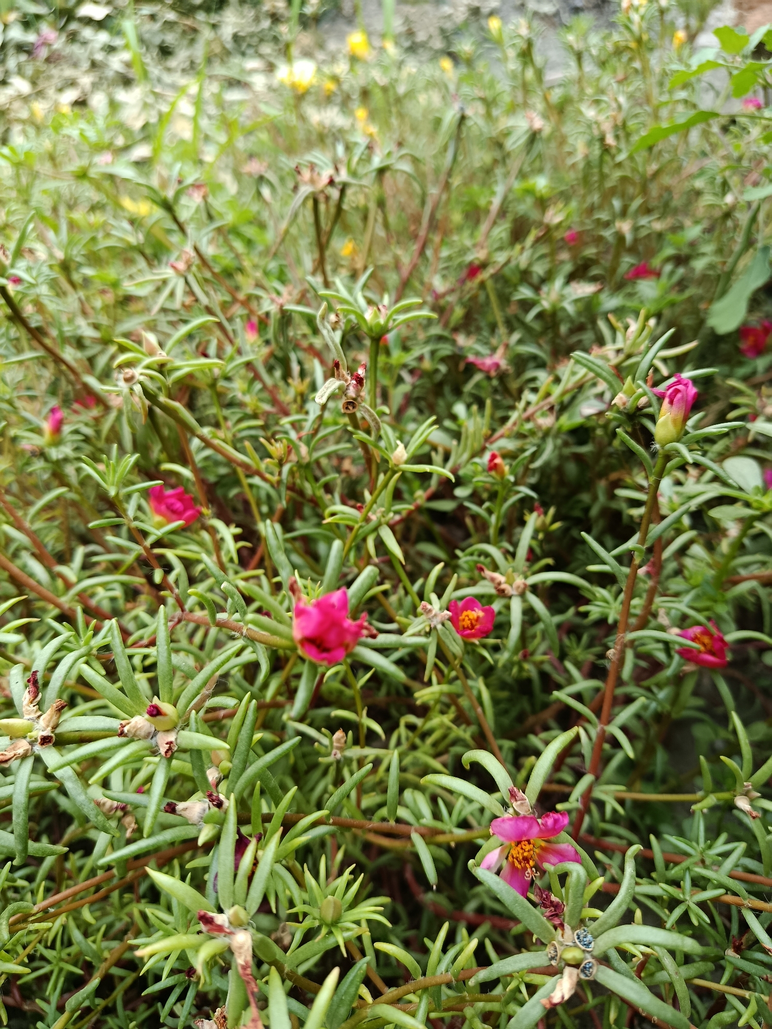 A close-up, eye-level, outdoor, natural light shot captures a dense cluster of portulaca flowers and foliage. The flowers are predominantly a vibrant pink, with some showing a gradient to lighter pink or yellow in the center. The leaves are a succulent, deep green, with a somewhat fleshy appearance, and the stems are reddish-brown. Small buds, some pink and some greenish-yellow, are visible throughout the plant, indicating ongoing blooming. The background is softly blurred, with hints of other greenery and possibly yellow flowers, suggesting a garden or natural setting. The scene is devoid of any human presence or activity. The image does not provide specific geographical information that would allow for identification of the location within Қарасу, Kazakhstan, beyond it being an outdoor environment with this type of flora.
