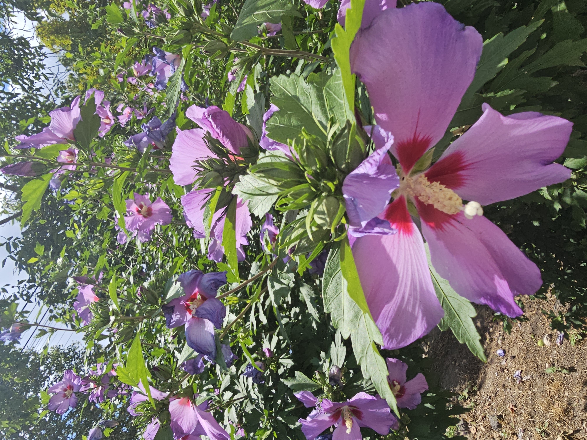 This is a close-up, eye-level, outdoor, daylight photograph of a cluster of pink and purple hibiscus flowers in bloom. The flowers are large and prominent, with some in sharp focus in the foreground and others blurred in the background. The petals are delicate and show a gradient of color, from deep purple at the base to lighter pink at the edges, with a red center. Some flowers have a prominent stamen with yellow pollen. Green leaves and buds are interspersed among the flowers. The background consists of more foliage, creating a dense, naturalistic setting. The ground is visible in the lower left corner, appearing to be soil and dry grass. The sky is visible in the upper portion of the image, with a few clouds. The scene suggests a garden or a park setting, possibly in the city of Skadovsk, Ukraine, given the context provided. There are no people or animals visible in the image. The overall impression is one of natural beauty and vibrant floral display.