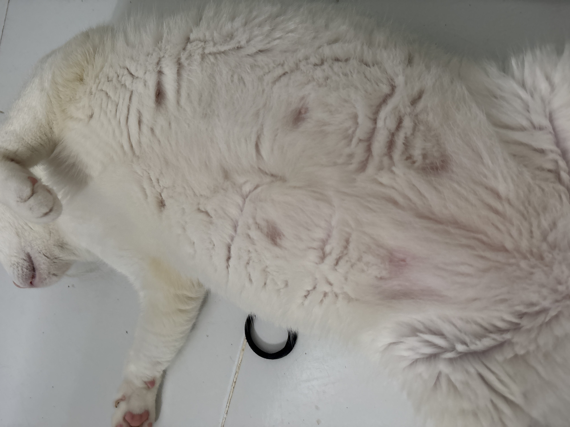A white cat lies on its back on a white surface. The cat's head is on the left, near the upper corner of the image. Its front paw is bent up near its head. Its hind legs extend toward the right, out of view. A black, semi-circular object lies between the cat's body and its leg. There is a string behind the object, partially visible.
The location is unspecified.