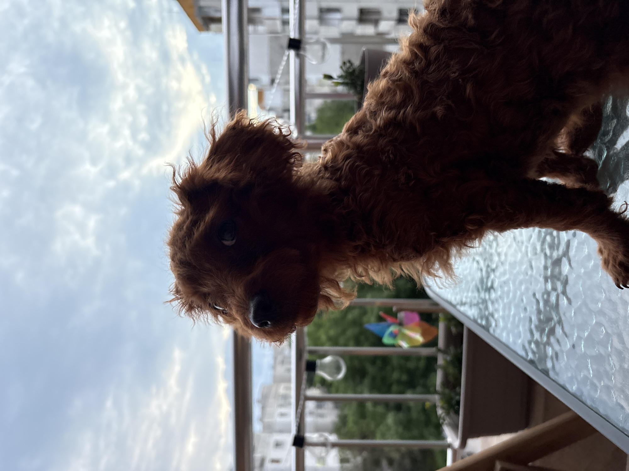 A brown, curly-haired dog, possibly a poodle or a poodle mix, is standing on a glass table. The table is located on a balcony. A cityscape can be seen in the background, suggesting an urban environment. Based on the style of the building and general architecture, the location is likely Plovdiv, Bulgaria. A balcony railing and other buildings are visible in the background. A colorful pinwheel is also present on the balcony. The sky is overcast with clouds.