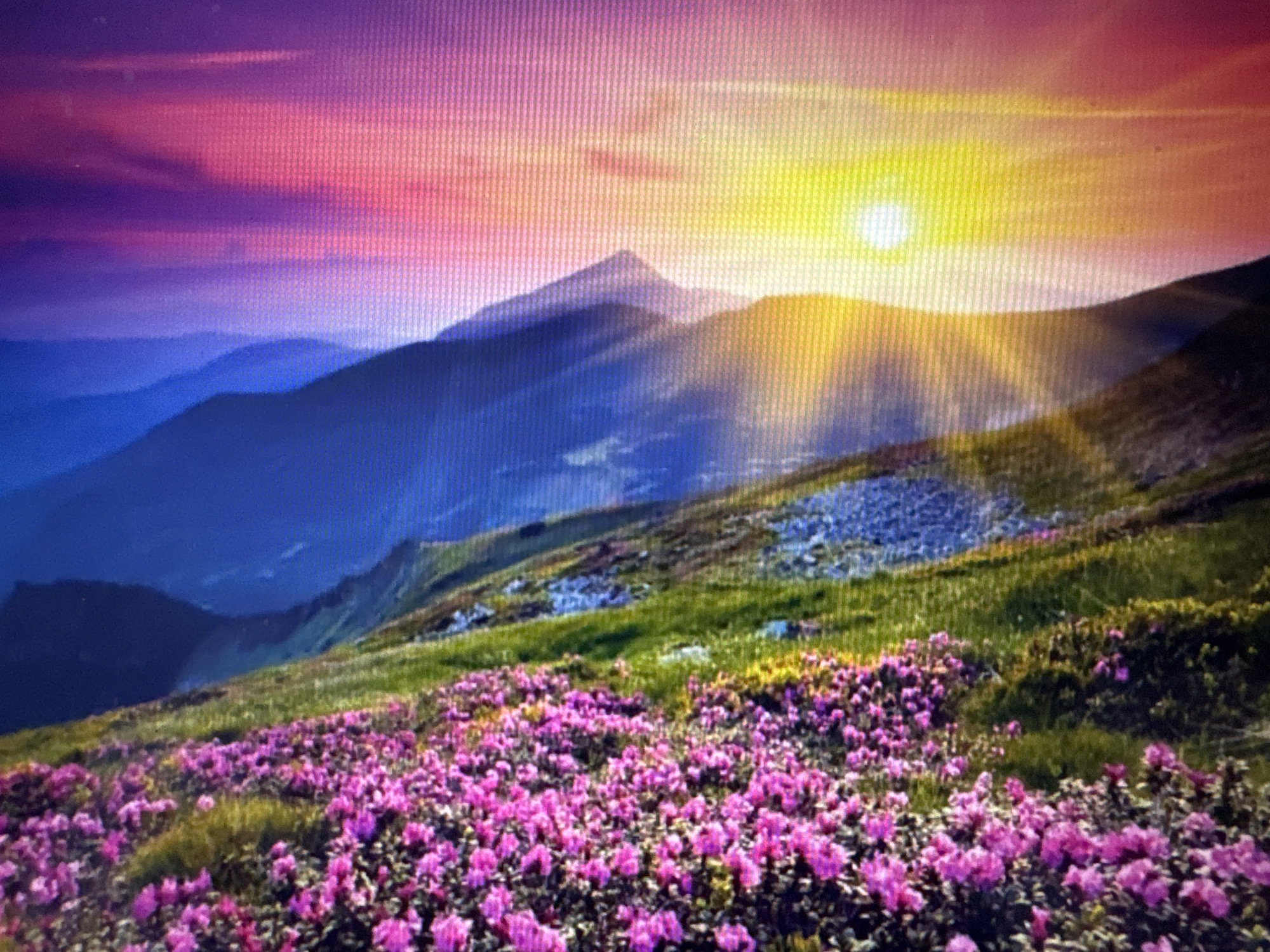 The image depicts a mountainous landscape at sunrise. The sky is a vibrant gradient of purple, pink, and yellow, with the sun a bright disc near the horizon. Rays of light emanate from the sun, illuminating the peaks of distant mountains, which are layered in shades of blue and purple. In the foreground, a grassy slope is covered with a profusion of bright pink flowers, likely rhododendrons. The terrain is uneven, with patches of rocks and green vegetation. The scene conveys a sense of natural beauty and tranquility. The image is not associated with the city of Unknown, Unknown, as it is a natural landscape.