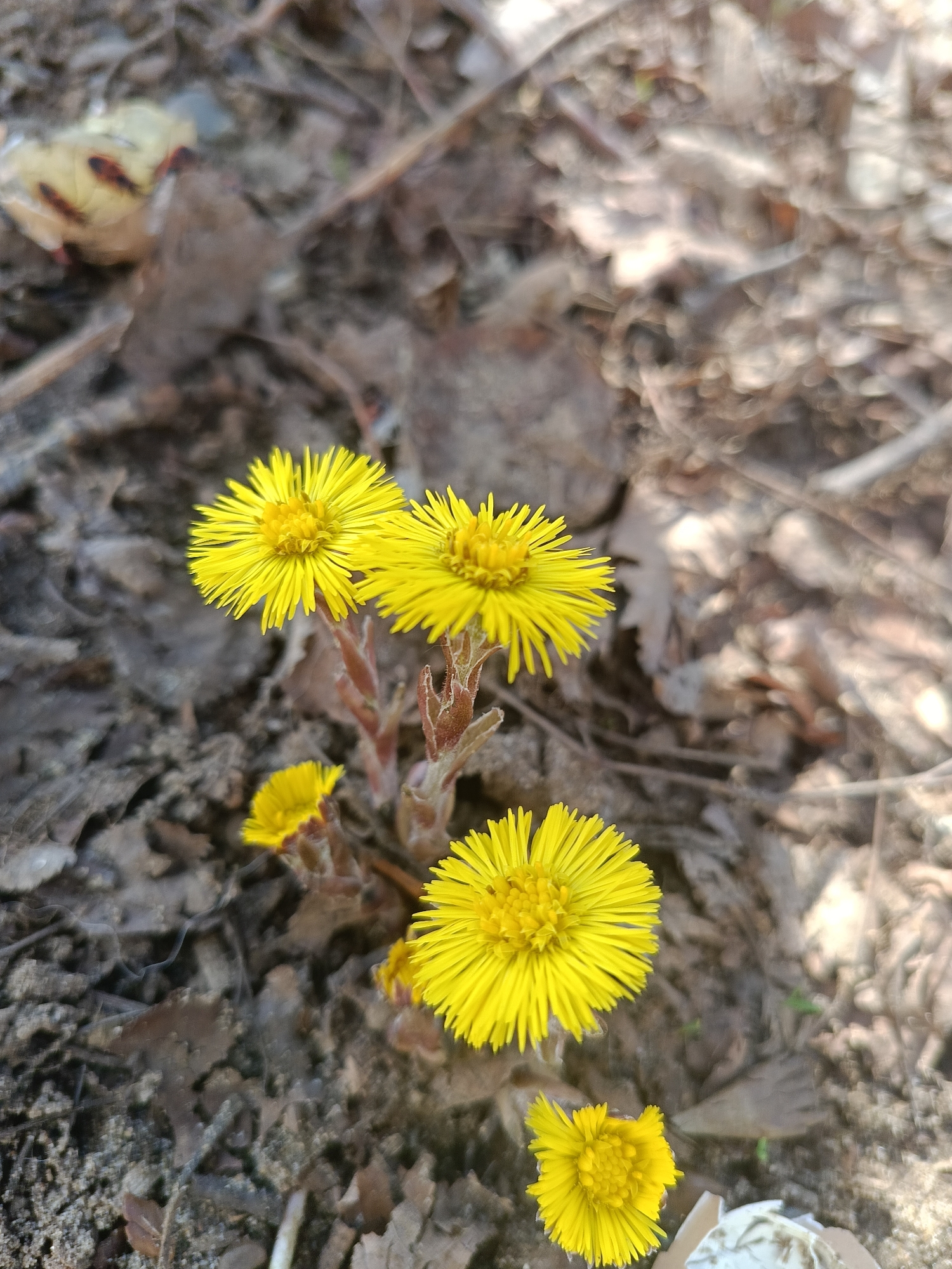 The image depicts a cluster of bright yellow flowers growing on a brown, fuzzy stem amidst dead leaves and dirt. The flowers appear to be Coltsfoot (Tussilago farfara). The background is blurred, suggesting a natural outdoor environment. The location is given as Chaikovsky, Russia, implying the image was taken in a natural area within or near the city.