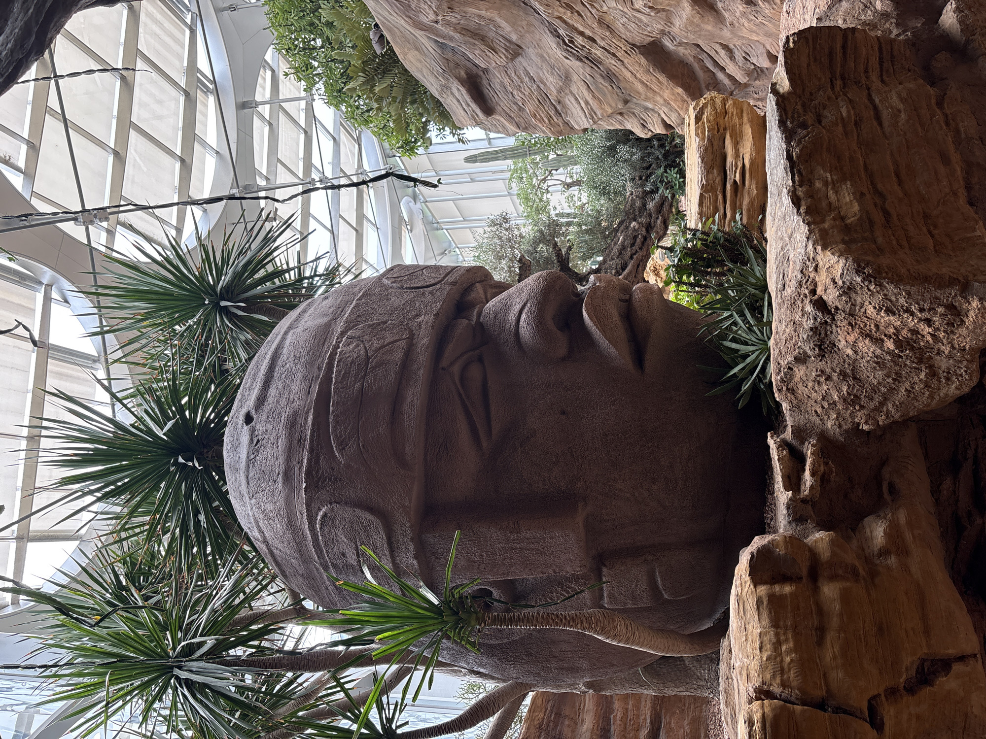 The image depicts a large, carved stone head sculpture, resembling an Olmec colossal head, positioned outdoors. The sculpture is surrounded by lush greenery, including palm-like plants and various other foliage, with rocky formations around its base. In the background, a modern glass and steel roof structure is visible, suggesting the location is within a botanical garden or a similar enclosed, climate-controlled environment. The overall impression is that of an ancient artifact displayed within a contemporary setting. The location in Pudong, China, is confirmed by the provided context. No people are visible in the image.