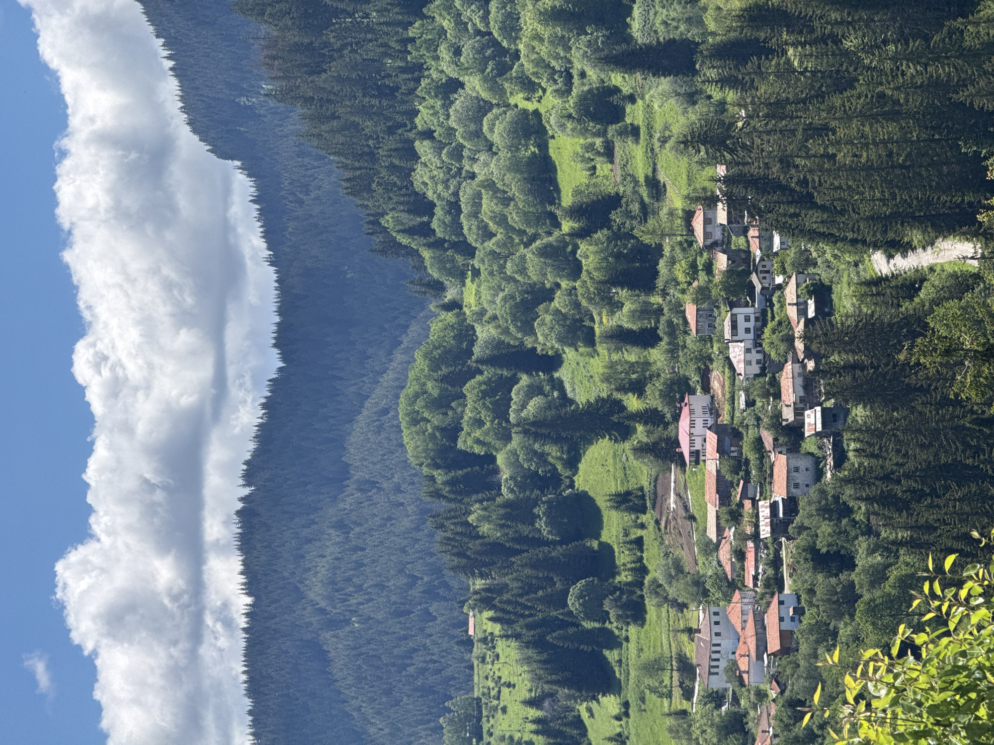A photograph captures a scenic view of the mountainous village of Gela, Bulgaria. The image is dominated by a dense forest of evergreen trees covering rolling hills and the slopes of mountains. In the foreground, bright green foliage frames the lower left corner of the scene. A cluster of houses with red-tiled roofs are nestled within the greenery, appearing as if built into the landscape. The houses are a mix of styles, some featuring white walls and others with stone accents. A narrow, unpaved road winds its way through the village and into the surrounding trees. The sky above is a vibrant blue, dotted with fluffy white clouds, suggesting a bright, clear day. The overall impression is one of a remote, tranquil village set amidst a beautiful, natural environment.