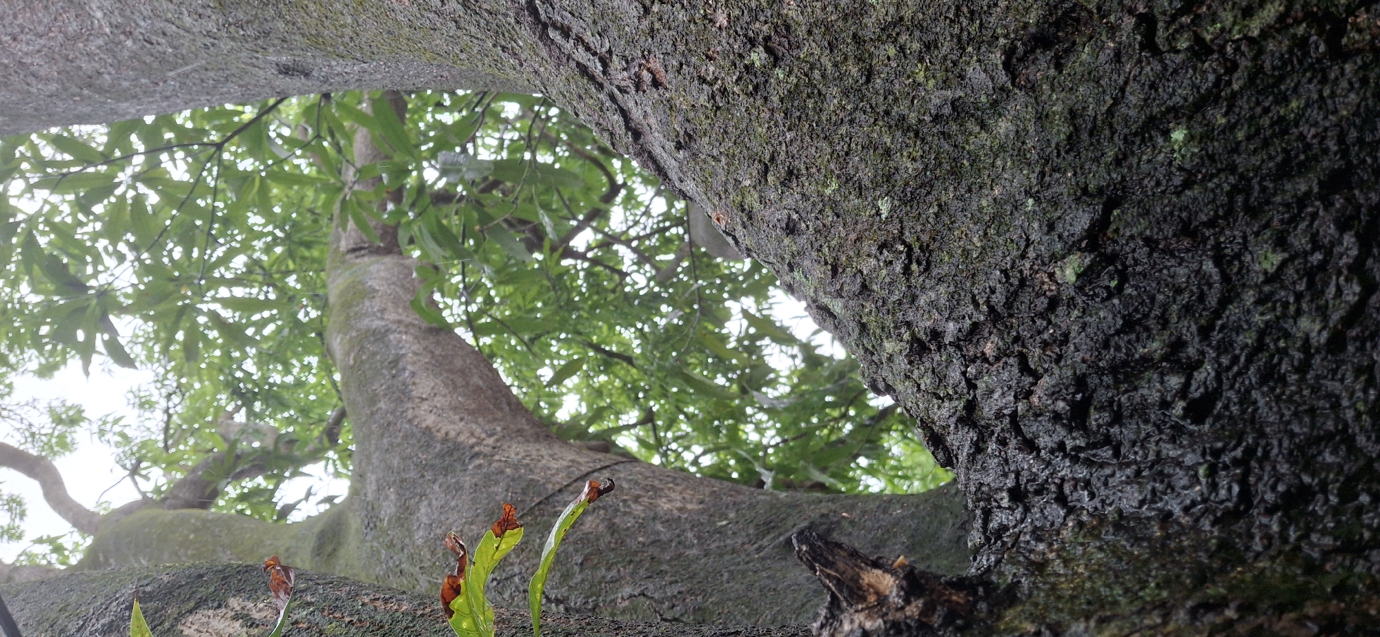 The image presents an upward view into the canopy of a tree, likely located in an urban or suburban environment given the location is Vallecito, Venezuela. The perspective is from the ground, looking directly up at the tree's branches, trunk, and foliage. Two primary branches of the tree frame the shot. The branch on the right is close, displaying rough, dark bark covered with what appears to be lichen or moss. The branch on the left is lighter in color and less textured. Between the branches, there's a view into the tree's canopy, revealing green leaves and a filtered view of the sky. The overall impression is one of looking up into the heart of a mature tree.