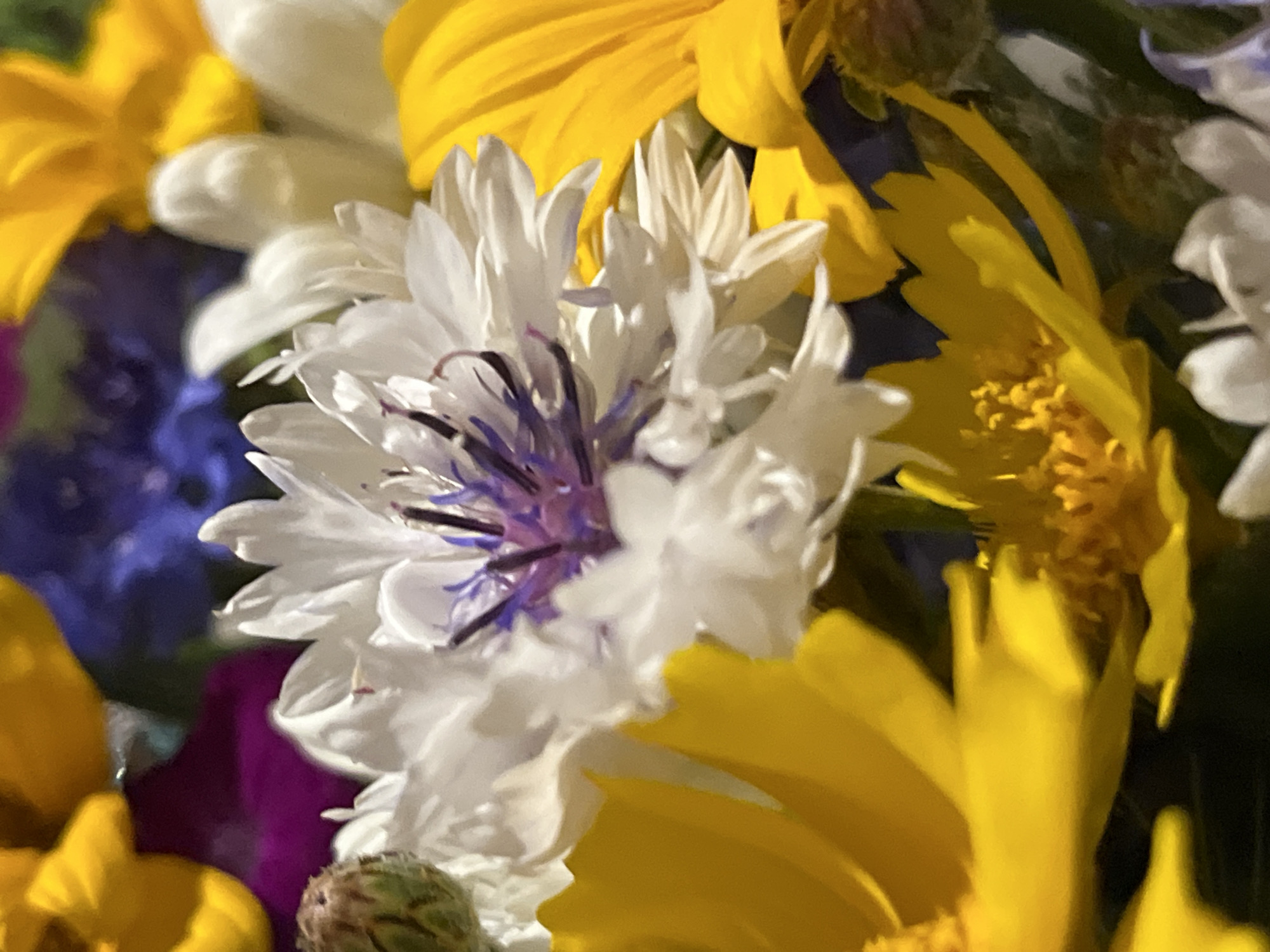 The image shows a close-up, macro view of a bouquet of wildflowers. The dominant colors are vibrant yellow, white, and a deep purple-blue. In the foreground, a white flower with delicate, feathery petals is centrally placed, revealing intricate purple stamen in its center. To its right and below, large, bright yellow petals of another flower are visible, some appearing to curve and overlap. A fuzzy, green bud is also present in the upper left quadrant. The background is a blur of colors, suggesting more flowers, including a prominent section of deep blue. The lighting is soft and diffused, highlighting the textures and colors of the flowers. There are no people, objects, actions, interactions, or environmental details indicative of a specific location in Dnipro, Ukraine. The image is purely a still-life composition of flowers.