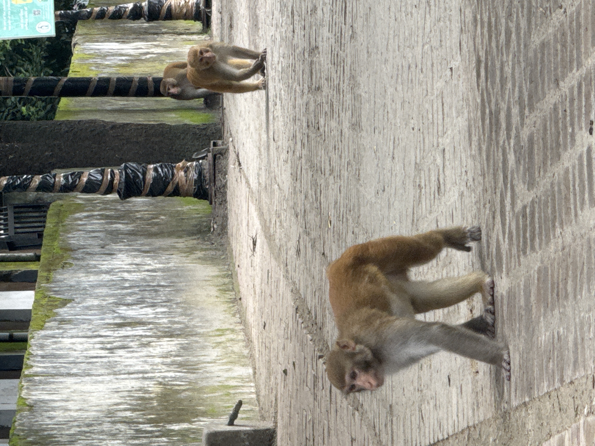 The image depicts a scene in Rishikesh, India, specifically in a paved area with a textured, light-colored surface. The environment includes a low, weathered wall with green moss growing along the top, and several tree trunks wrapped in black plastic and brown twine. In the foreground, a monkey with light brown and grey fur is walking towards the left. Its body is angled, with its head turned slightly to the right. Further in the background, two more monkeys are visible. One is walking towards the right, and another is partially obscured behind it. The lighting suggests it is daytime, with some shadows cast on the ground. The overall impression is that of an outdoor urban or semi-urban setting.