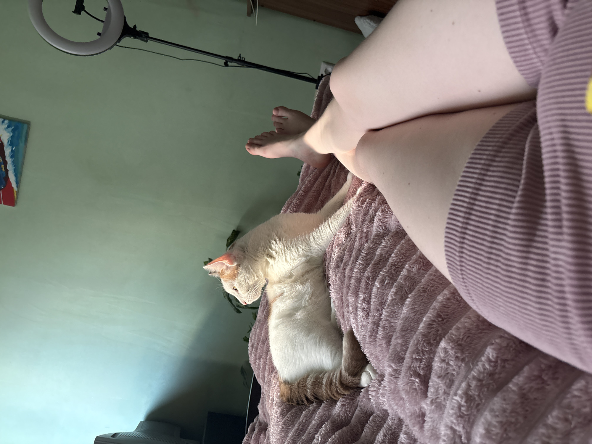The image depicts a domestic scene with a cat and a person's legs. A white and orange cat is resting on a pink, textured blanket on what appears to be a bed. The cat is facing left, looking towards a window or light source, with its tail curled around its body. The person's legs, clad in pink, ribbed shorts, are positioned in the foreground, bent and crossed. Their feet are bare and visible. In the background, a light green wall is visible, with a painting on the upper left and a ring light on a stand on the right. A computer monitor is also partially visible on the far left. The lighting suggests it is daytime, with sunlight casting shadows. The overall impression is one of a relaxed, indoor setting.
