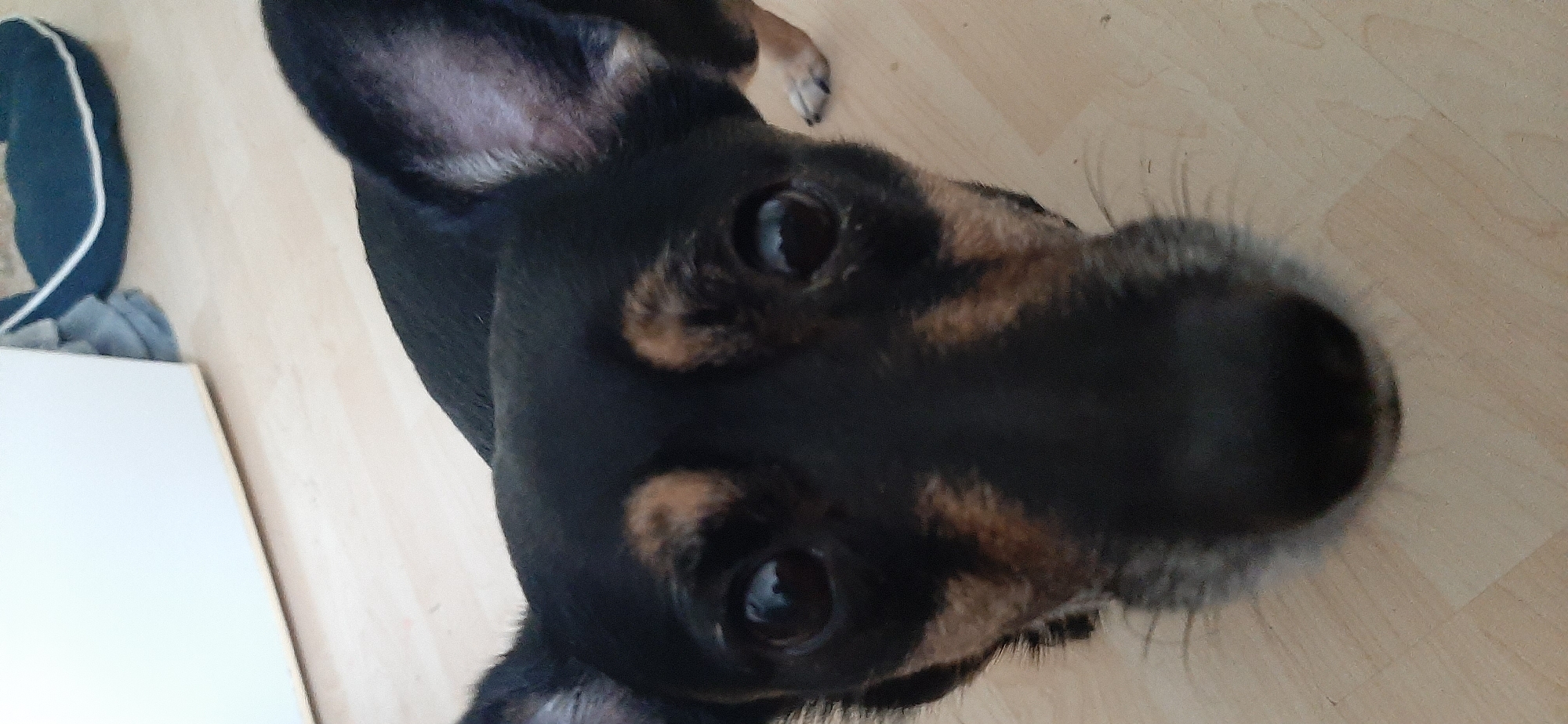 The image shows a close-up of a small dog's face. The dog is black and tan with large, dark eyes and floppy ears. Its nose is black and appears moist. The dog is looking directly at the camera. The background is blurred but appears to be an indoor setting with light-colored flooring. There is a white surface on the left and a blue dog bed with white trim in the upper right corner. The location is not specified in the image or the provided hints.