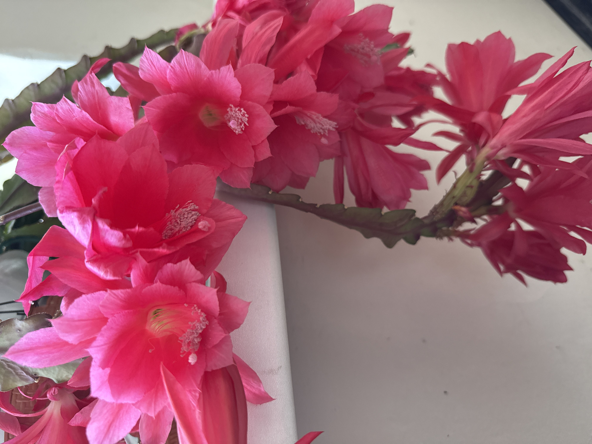 A cluster of bright pink Epiphyllum flowers sits atop a white surface. The flowers are fully bloomed with visible stamens. Behind the flowers is a green, saw-toothed stem. The background appears to be a white, flat surface. There is no evidence to suggest that the image was taken in Votkinsk, Russia. No people, actions, or interactions are visible in the image.