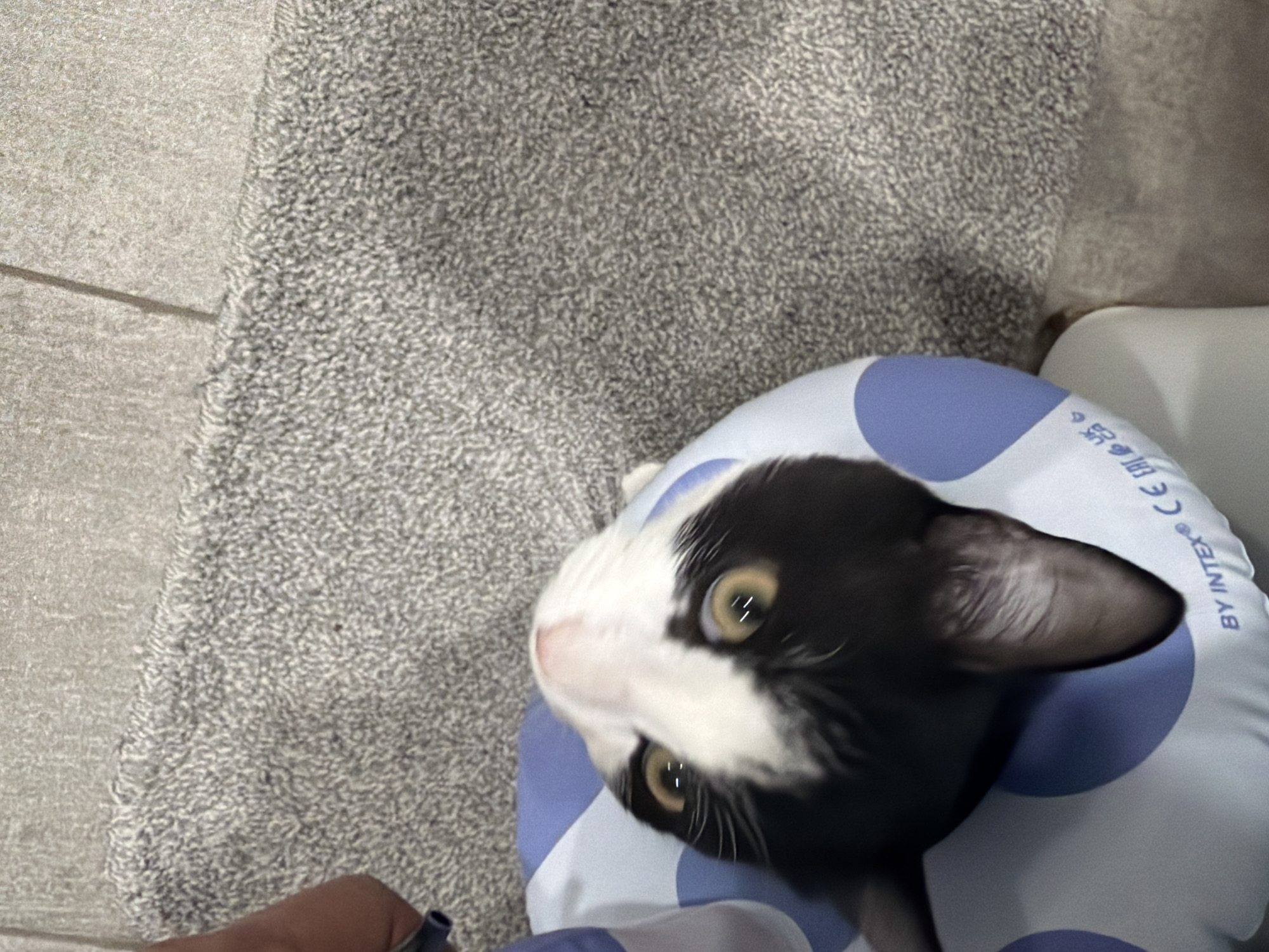 A black and white cat wearing a blue and white inflatable collar lies on a gray carpet next to gray floor tiles. The collar is labeled "BY INTEX CE". No people are fully visible, but a portion of a person's arm is visible near the bottom left corner. The location is unknown, despite the prompt specifying Chaikovsky, Russia.