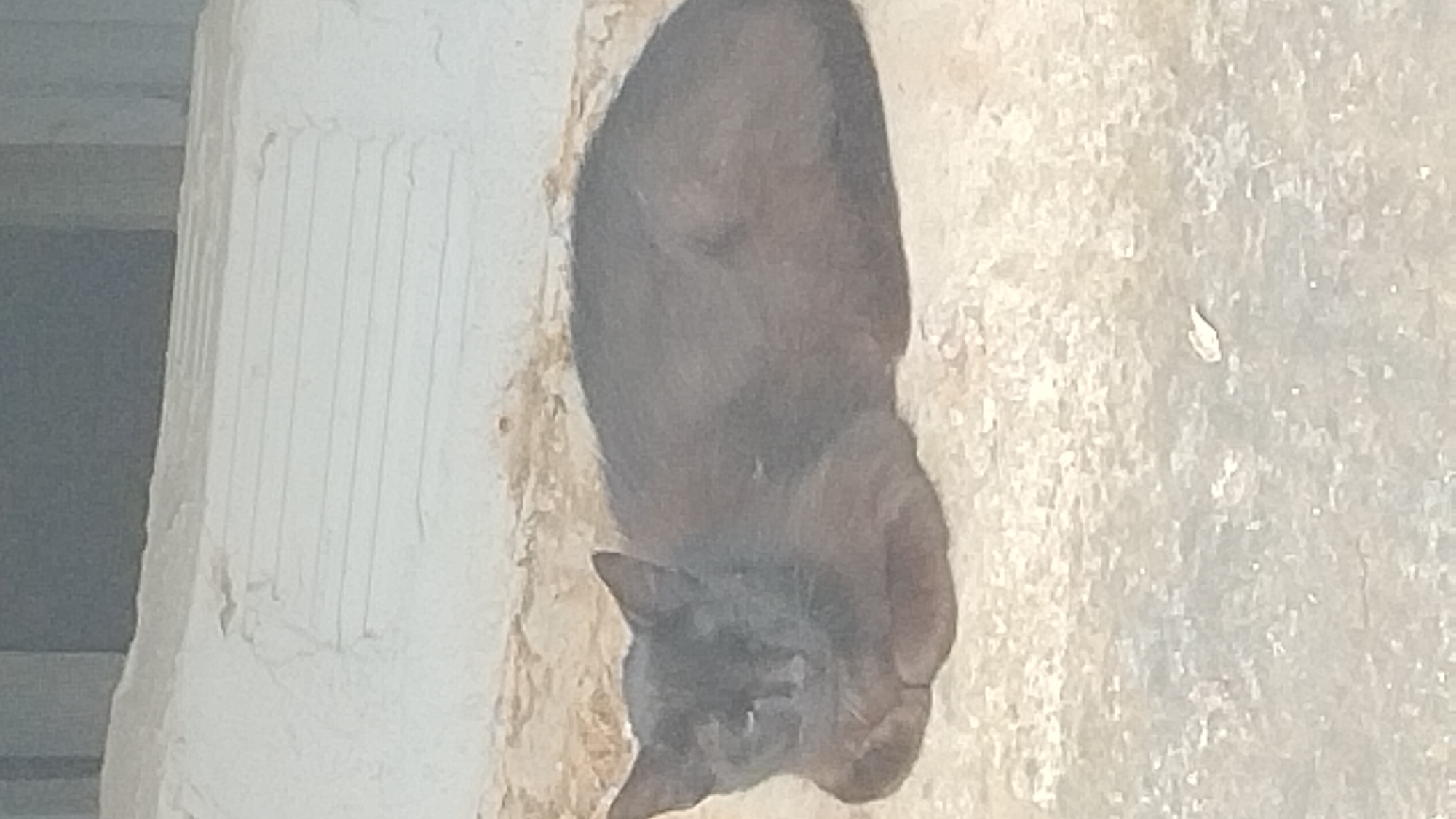 A black cat is lying down on a textured, light-colored surface, possibly concrete. The cat is curled up, with its paws tucked underneath its body and its head resting forward. Its fur appears dark and possibly matted. The background is blurred, but suggests an outdoor environment with a textured wall or structure behind the cat, and a horizontal striped pattern visible on this surface. The overall lighting is subdued. The scene is likely situated in Νέα Κερασιά, Greece, given the context provided.