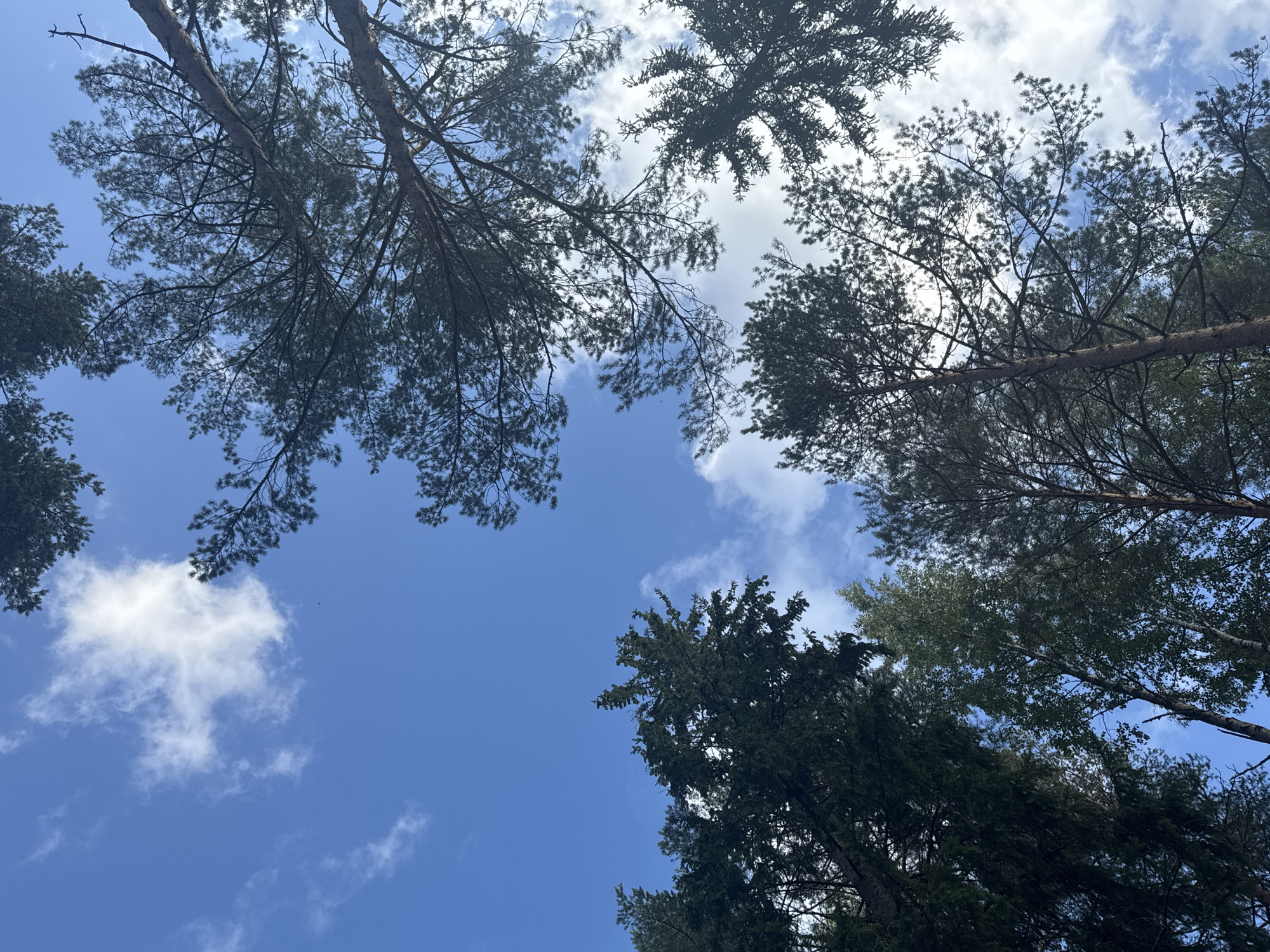 The image captures a low-angle view looking up at a canopy of trees against a bright blue sky with scattered white clouds. The trees appear to be a mix of coniferous and deciduous varieties, with dark green needles and lighter green leaves visible. The branches of the trees are silhouetted against the sky, creating intricate patterns. There is no indication of the city of Arfa, Russia, or any people or actions in the scene. The environment is natural and appears to be a forest or park.
