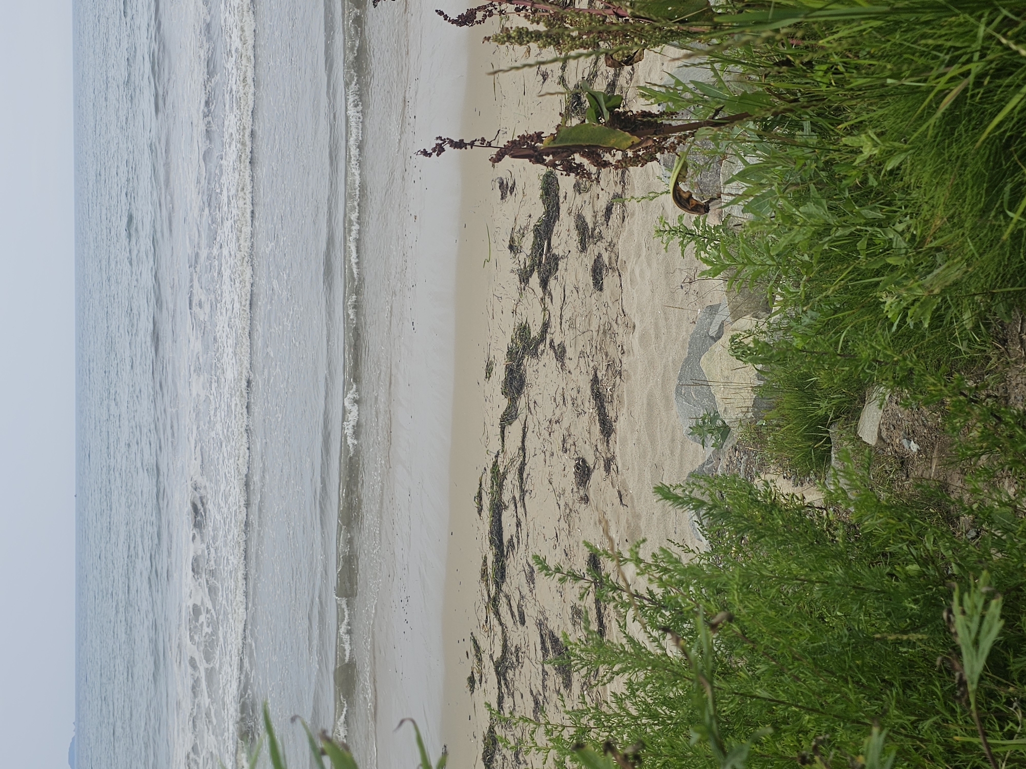 The image depicts a serene beach scene in Fokino, Russia. The foreground is dominated by lush green vegetation, with some dry stalks and leaves adding texture. The sand is sparsely covered with seaweed. In the midground, the sand transitions to the gentle lapping waves of the ocean. The water is a muted blue-gray, with several layers of waves creating white foam as they approach the shore. The horizon is a soft, hazy line where the sea meets the sky, which is overcast with a pale, uniform gray. No people are visible in the frame.