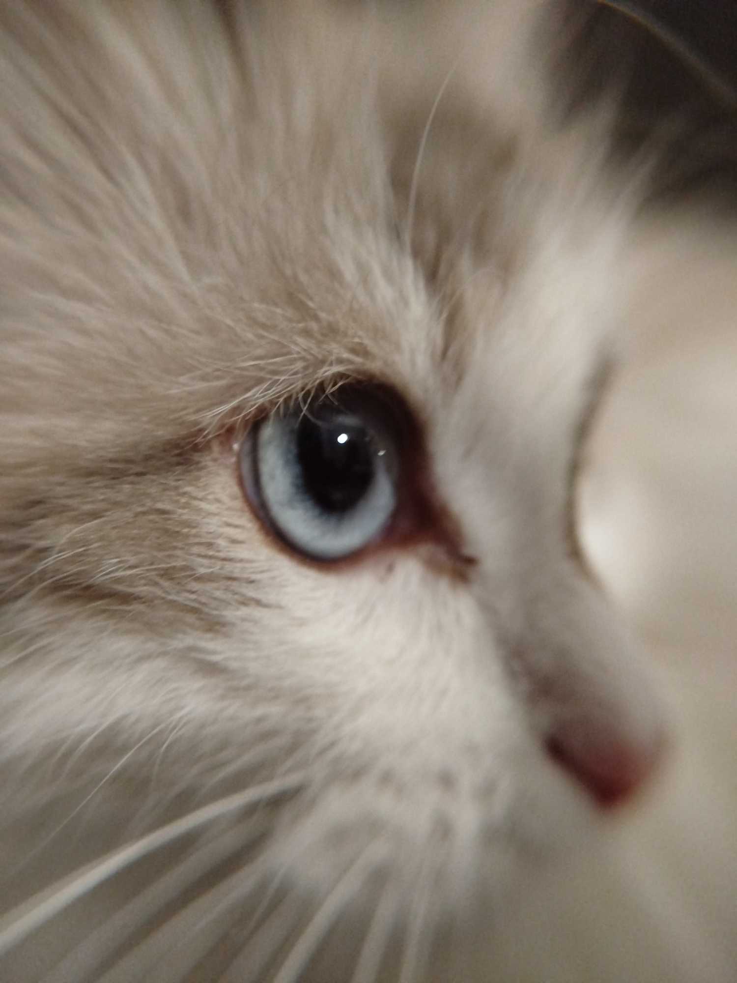 The image shows a close-up of a cat's face. The cat has light-colored fur, a pink nose, and a blue eye with a black pupil. The cat's whiskers are visible. The location is unknown.