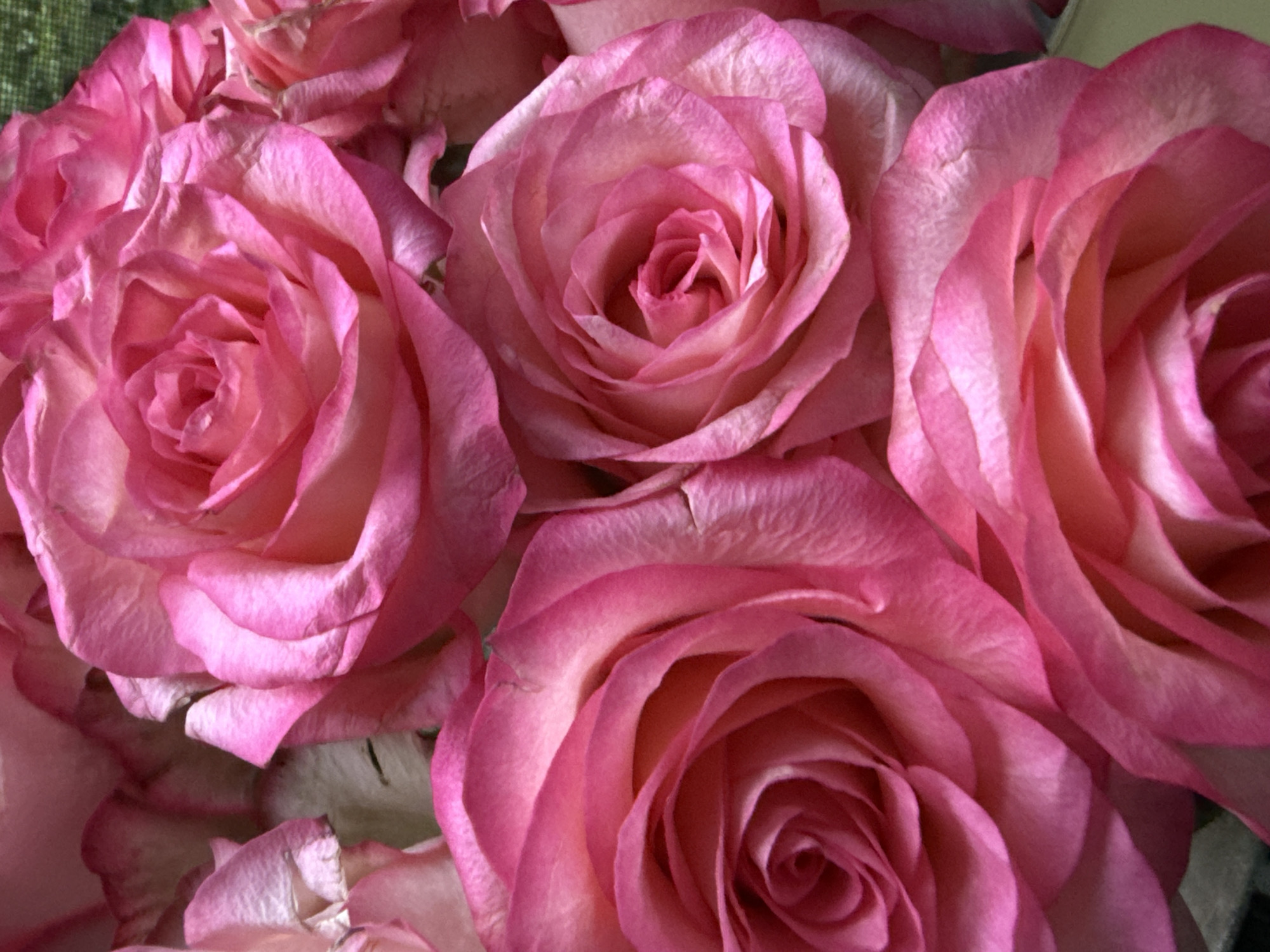 The image is a close-up, high-angle shot of a bouquet of pink roses. The roses are in various stages of bloom, with some fully open and others still tightly furled. The petals are a soft pink, with lighter edges and subtle variations in hue. The focus is sharp on the intricate details of the rose petals, showcasing their delicate texture and layered structure. The background is a blur of green, suggesting an outdoor setting, but it is not detailed enough to provide specific environmental information. The lighting is soft and even, highlighting the natural beauty of the flowers. There are no people or discernible actions depicted. The image does not contain any information that would allow for its location to be identified in Bad Sachsa, Germany, or any other specific city.