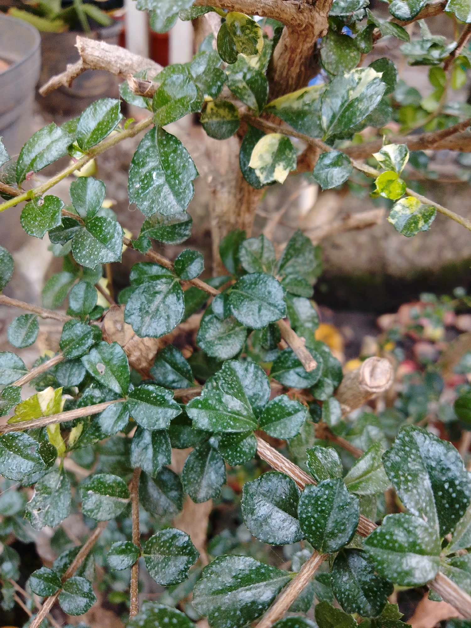 The image is a close-up, eye-level photograph of a plant with small, glossy, dark green leaves with white speckles. Some leaves exhibit variegation with patches of light yellow or cream. The leaves are arranged along thin, brown, woody stems. The background is blurred, showing hints of other plants, brown branches, and what appears to be a rough, greyish surface, possibly a rock or wall. A detached, light brown twig with a rough texture is visible in the upper left portion of the frame. The lighting suggests it is daytime, with the leaves appearing slightly wet or reflective. The scene depicts a plant in what appears to be an outdoor setting, possibly a garden or natural environment. There are no people, animals, or specific landmarks that would indicate a precise location within Cikal, Indonesia.