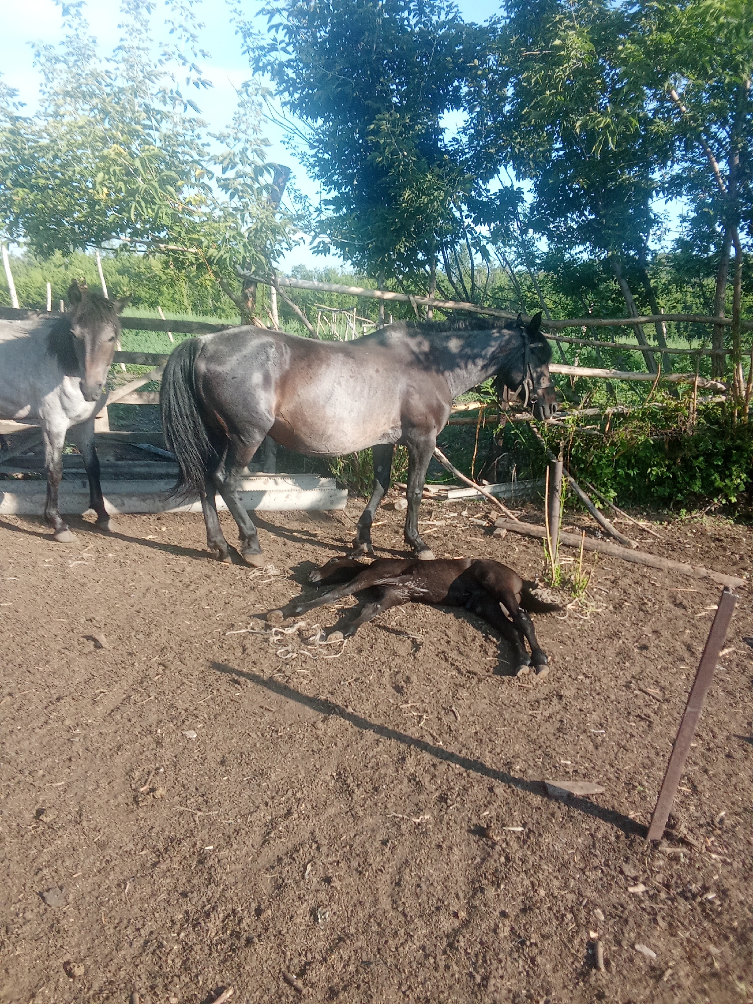 In an outdoor rural setting, likely a farm or paddock, two horses and a foal are present. A light gray horse stands to the left, facing forward. A darker gray horse stands to the right of the first horse, facing towards the right and slightly down. A dark brown foal lies on the ground in front of the darker gray horse. The ground is composed of dirt and straw. A wooden fence is visible in the background, behind the horses. Lush green trees and foliage are abundant, and the sky is clear blue. The location is identified as the city of Druzhba, Russia.