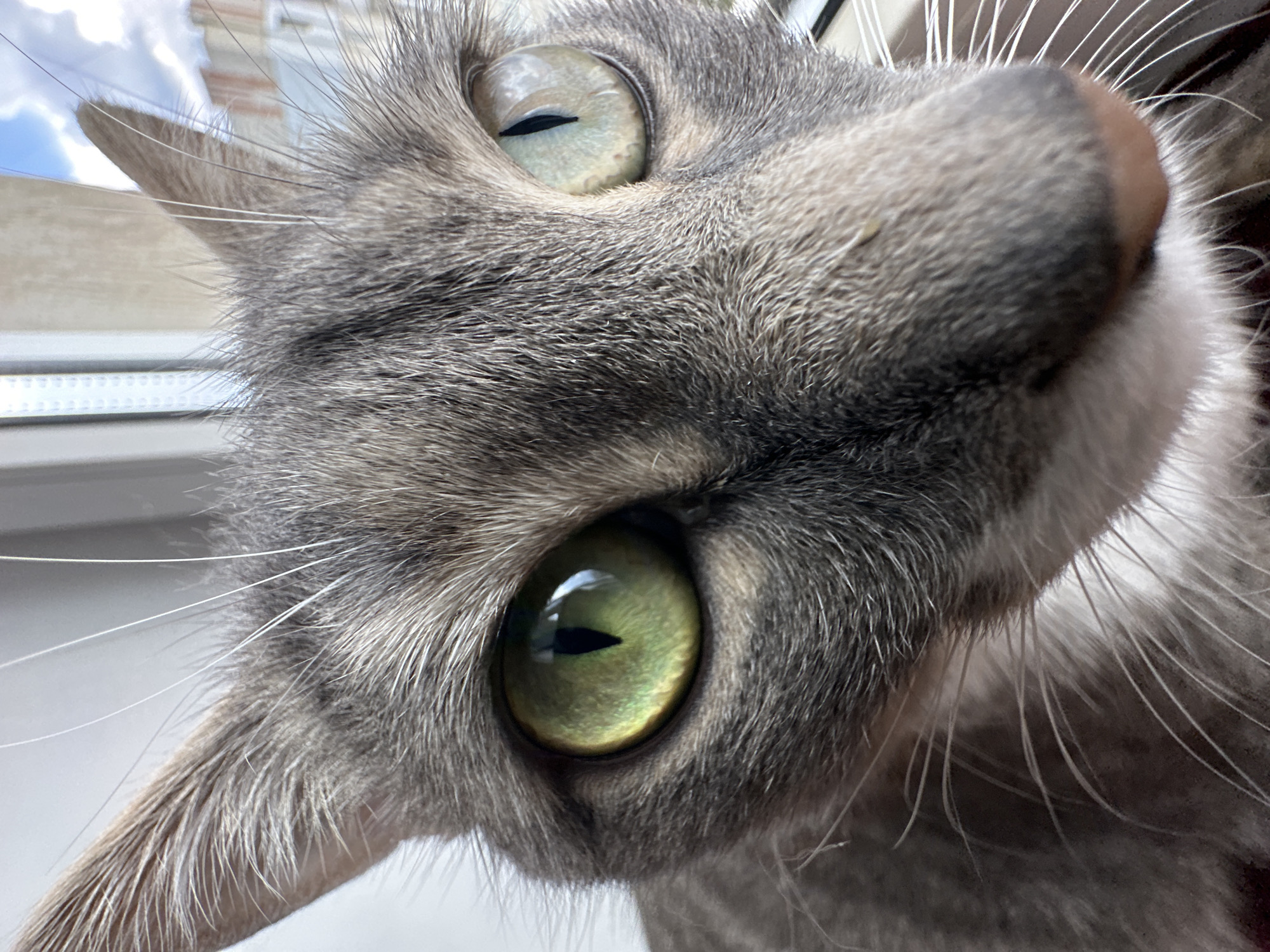 A close-up, low-angle shot features the face of a grey tabby cat. The cat's fur is short and grey with darker tabby markings around its face and ears. Its right eye, on the viewer's left, is a vibrant green with a vertical black pupil. The cat's left eye, on the viewer's right, is a lighter, pale green or greyish-blue with a slit-like black pupil. Long, white whiskers extend from the cat's snout. The background is out of focus and shows a window with a bright sky and some distant buildings. The image is taken indoors, likely in a domestic setting. There are no people or any other animals visible in the frame. The lighting suggests it is daytime.