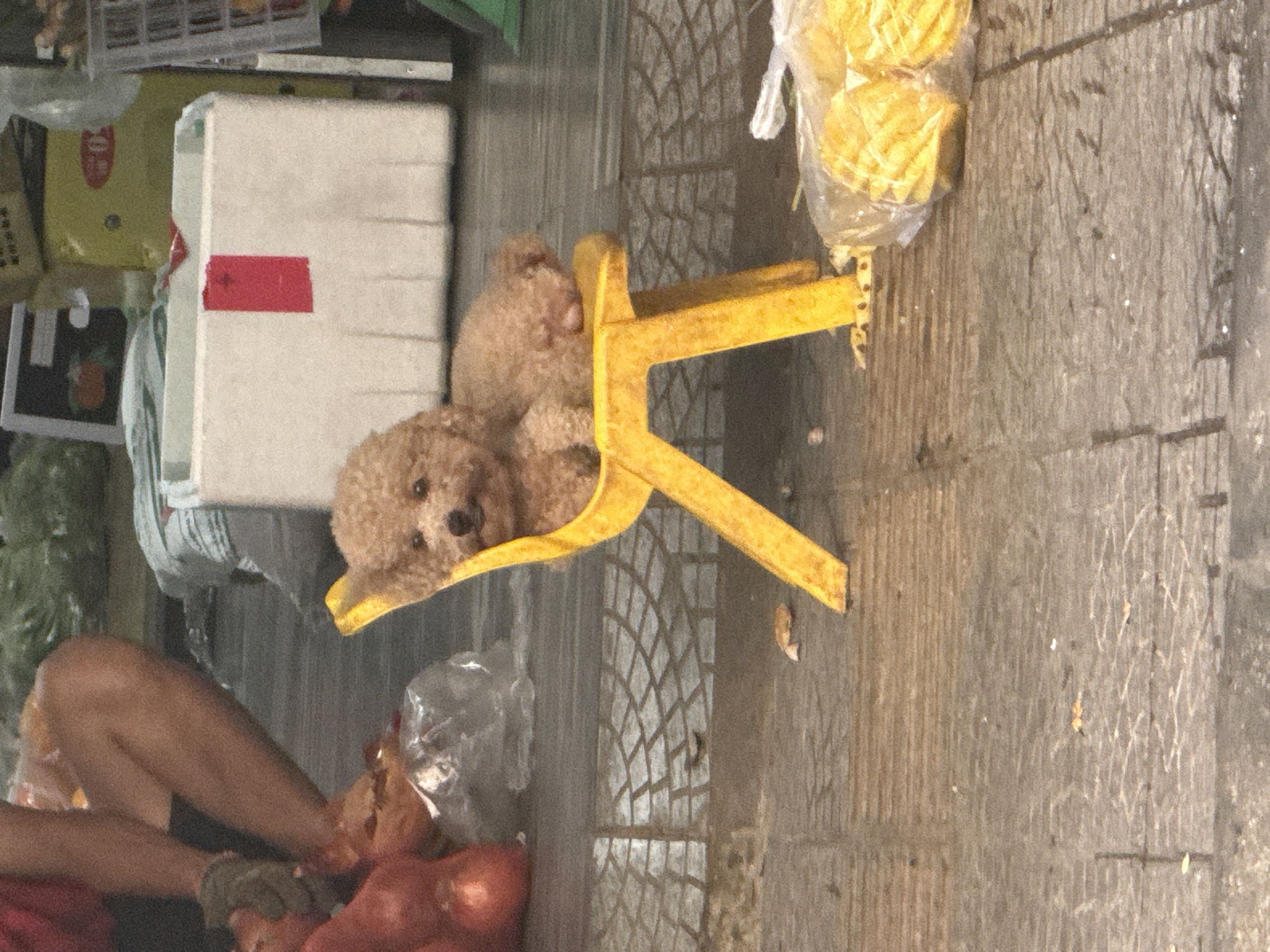 A tan poodle lies in a small, yellow plastic chair on a dirty, concrete sidewalk. To the left, a fair-skinned person in shorts sits sorting red onions into a plastic bag. Behind the dog and chair is a white, insulated box with a red label, a green produce bag, and packages of food. The sidewalk has a decorative, geometric pattern worn with dirt and age. The scene is consistent with an outdoor market setting, possibly in Đà Nẵng, Vietnam, based on the visual cues of the objects and setting.