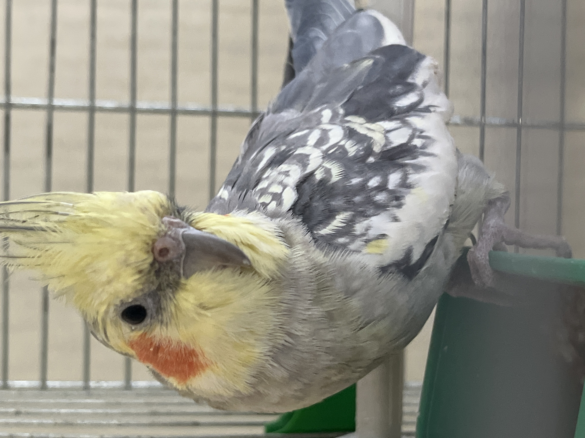 A cockatiel is perched on the edge of a green food or water dish, inside a cage. The bird has a yellow crest, orange cheek patches, and grey and white patterned wings. The background is a blurred cage with horizontal bars. This image was taken in Korolyov, Russia.