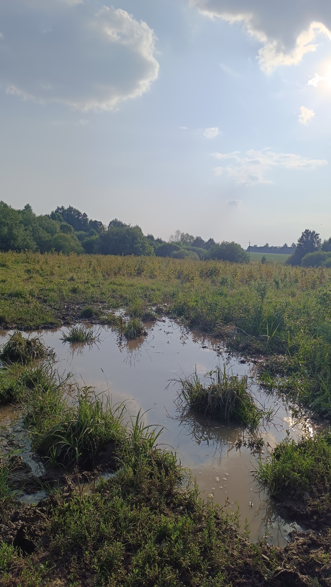 The image depicts a muddy field with several puddles of water. Tufts of grass and some vegetation are growing in and around the puddles, as well as on the surrounding muddy ground. In the background, a line of trees forms a dense treeline. Above, the sky is bright and clear with a few white clouds. The sun is visible in the upper right corner of the image, casting a bright light. This is an outdoor scene, likely in a rural area. There are no people or animals visible in the image.