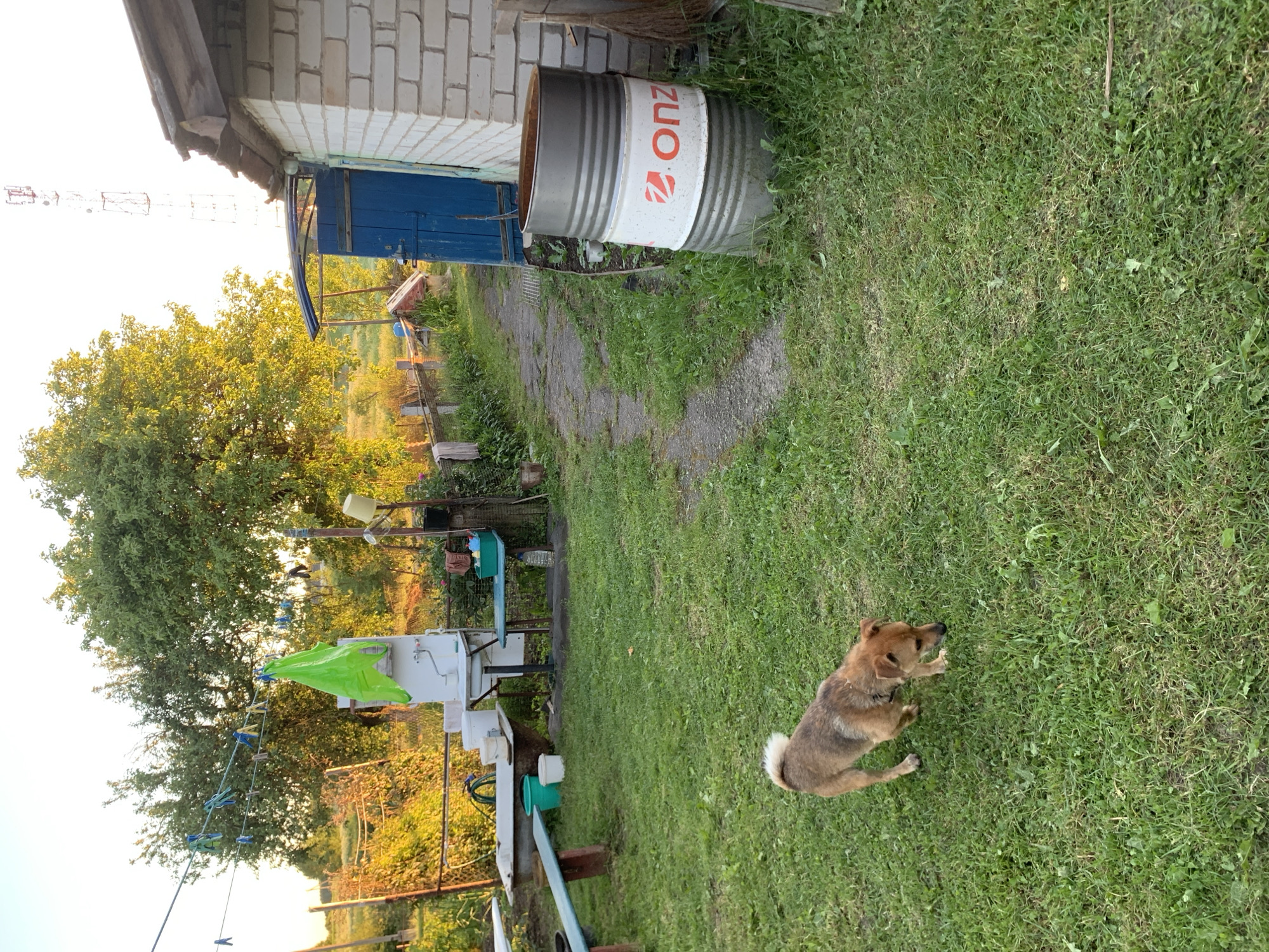 This image depicts an outdoor scene in the city of Відзаўскі сельскі Савет, Belarus, likely during late afternoon or early morning due to the low, warm sunlight illuminating the foliage. The scene is a grassy backyard or garden area featuring utilitarian objects and a small brick structure.
In the immediate foreground, lush green grass covers the ground. A medium-sized, short-haired dog with brown and tan fur and a fluffy, lighter-colored tail is positioned on the left, actively sniffing the grass with its head lowered. A dark collar or harness is visible around its neck.
The midground features a collection of outdoor items. On the left, a light blue wooden bench with red supports is visible. Behind it, an aged, discolored bathtub appears to be repurposed, with a green hose leading into it. Adjacent to the bathtub are two green plastic buckets and one white plastic bucket. A white outdoor sink with a faucet is mounted on a stand to the right of the buckets. Above the sink, a clothesline spans the upper left area of the image, adorned with multiple colorful clothespins and a prominent bright green plastic bag hanging from it. Further right, a small blue table has a green plastic container underneath.
Towards the right side of the midground, a narrow dirt path with scattered grass leads from the foreground towards the background, curving slightly to the left. A small, single-story building with white-painted brick walls and a dark, weathered roof stands on the right. It features a bright blue wooden door, which appears slightly ajar or recessed. Stacked against the building, on the right side of the path, are two metal barrels. The bottom barrel is plain metallic grey, while the top barrel is white with a red and orange logo displaying the text "onz".
The background consists of dense green tree foliage, brightly illuminated by the sun, indicating a natural boundary to the property. In the far upper right, a tall, lattice-structured communication or cell tower is distinctly visible against a clear, bright sky.
