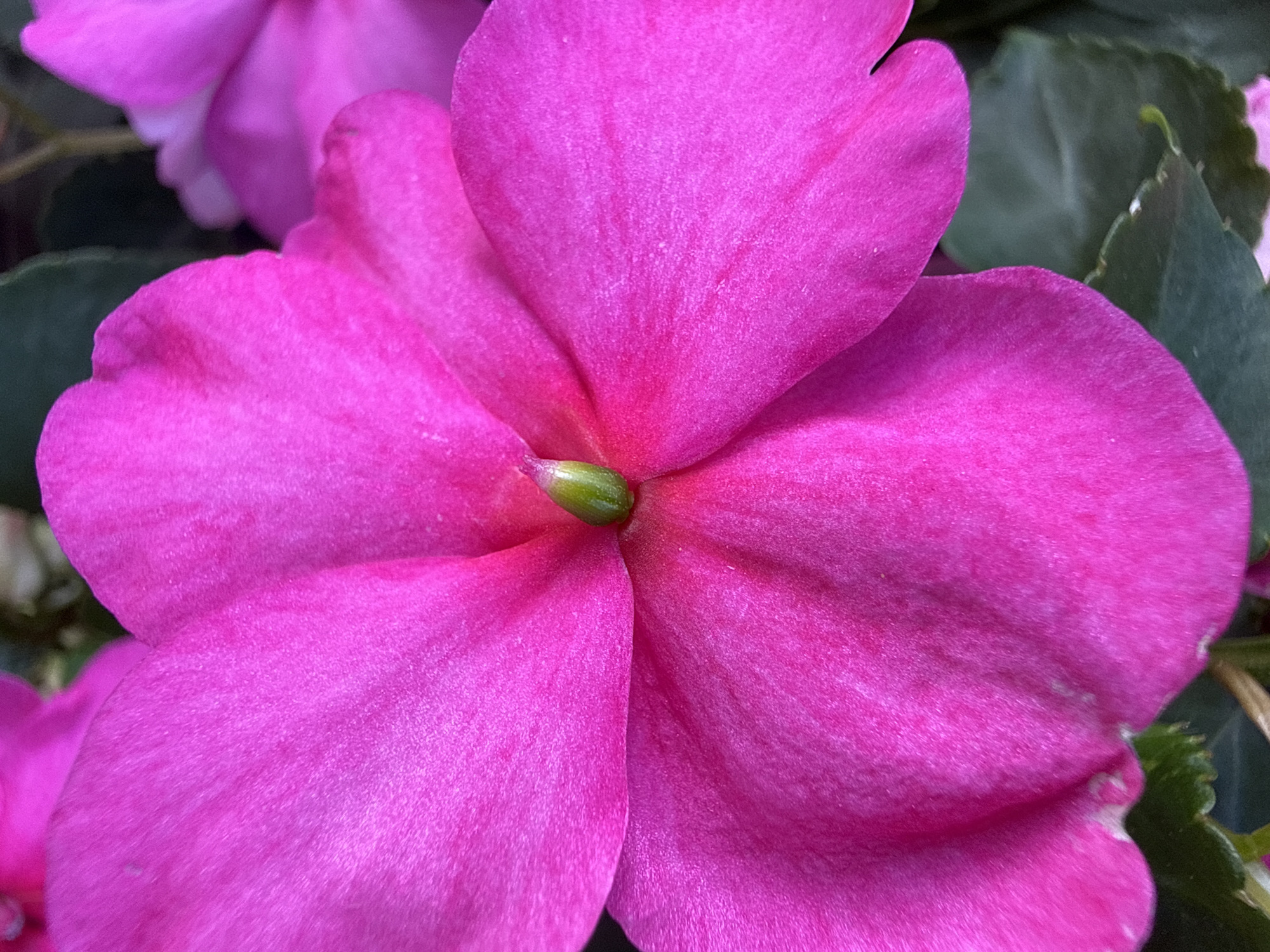A close-up, eye-level shot features a vibrant pink impatiens flower, its petals filling the frame. The flower's center, a small, bright green pistil, is sharply in focus, while the surrounding petals exhibit soft, velvety textures and subtle veins. Two other impatiens blooms, also pink, are visible in the background, one slightly out of focus to the right and another to the upper left. Dark green leaves form a soft backdrop, adding depth to the composition. The lighting is bright, highlighting the rich color and delicate details of the flower. There is no indication of location within the city of Alsfeld, Germany.