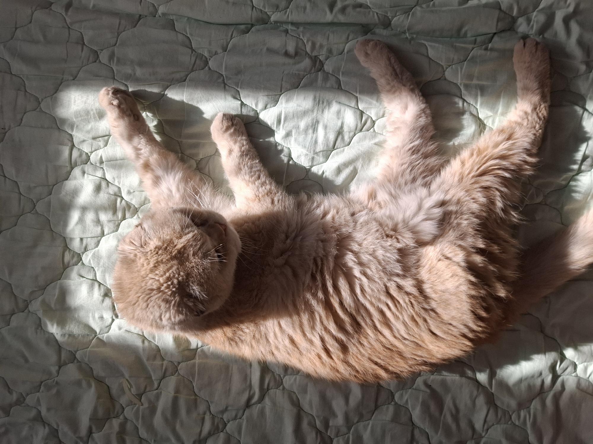 A ginger cat is lying on its back on a pale green quilted bedspread. The cat is positioned in the center of the frame, with its head towards the left and its tail towards the right. Its paws are splayed outwards, with the front paws extended upwards and the hind paws downwards. Sunlight is streaming across the bed, creating patches of light and shadow on both the cat and the bedspread. The location in the city of Амзя, Russia is unknown, as this detail cannot be ascertained from the image.