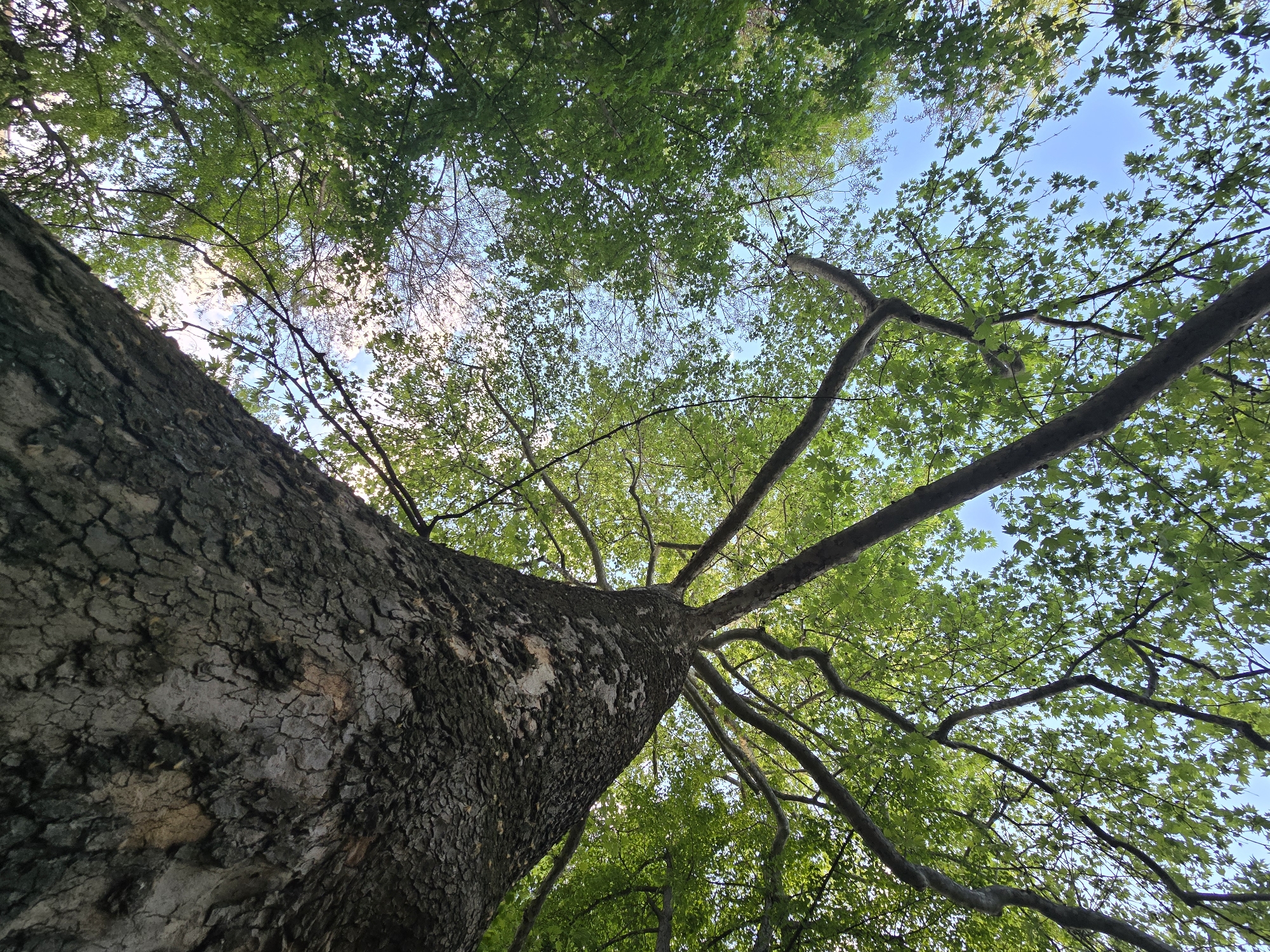 The image presents a striking upward-looking view into the canopy of a large, mature tree against a bright blue sky. The dominant subject is the impressive tree trunk, which fills the lower-left portion of the frame, angled slightly to the right as it ascends. The bark of the trunk is deeply textured, dark brown and grey, with prominent cracks and fissures, indicating significant age. Some lighter, smooth patches are visible on the bark, possibly areas where outer bark has peeled or where lichen grows.
As the trunk rises, it branches out into multiple thick limbs that spread across the upper and right sections of the image. These branches are laden with an abundance of vibrant, light green leaves, creating a dense canopy. The foliage is lush, suggesting either spring or early summer. Through gaps in the leaves and branches, a clear, azure blue sky is visible, particularly towards the upper right, indicating sunny and fair weather. Sunlight filters through the leaves, casting soft light and highlighting their fresh green color.
No people or man-made objects are visible, emphasizing a natural and serene setting, likely within a forest or a large park. There is no specific activity depicted, merely the static beauty of the tree from this unique perspective. The overall impression is one of natural grandeur and tranquility under a bright daytime sky. No text is visible in the image.