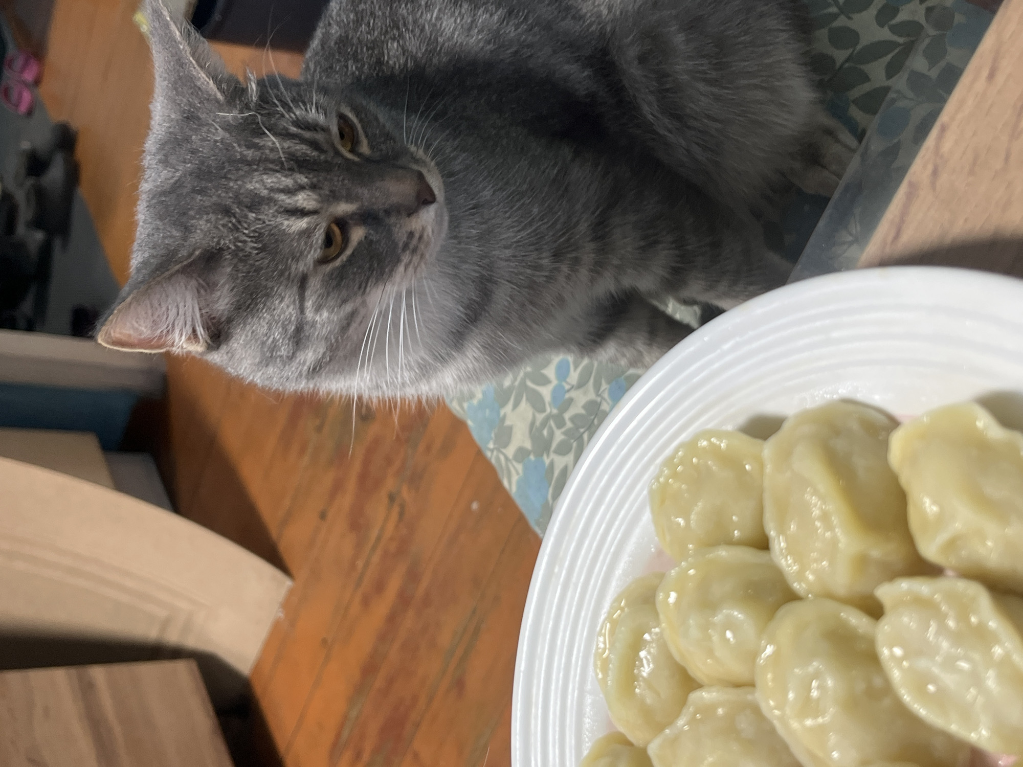 A gray tabby cat is sitting next to a white plate filled with dumplings. The cat is looking down at the dumplings with its head tilted. The background consists of a wooden floor, a piece of furniture, and some pink shoes on a table. The setting appears to be a domestic environment. The image does not provide any information about the city of Nizhny Tagil, Russia.