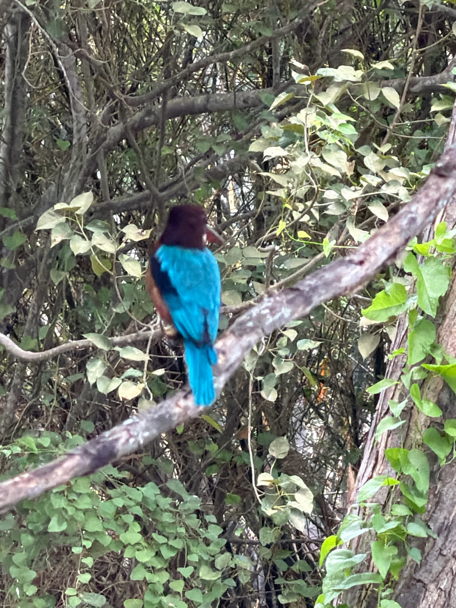 The image shows a vibrantly colored kingfisher perched on a tree branch amidst dense foliage. The bird, with its distinctive brown head, bright turquoise body, and a reddish-brown patch on its chest, is facing away from the camera. The branch it rests on is rough and textured, with some lichen or moss visible. The background is a thick canopy of leaves and branches, suggesting a natural, possibly wooded environment. The lighting appears natural, indicating it was taken during the day. There are no people or man-made structures visible in the frame, emphasizing the natural setting of the kingfisher. The location is described as the Ko Samui District in Thailand, a region known for its tropical landscapes and rich biodiversity, making it a fitting habitat for such a bird.