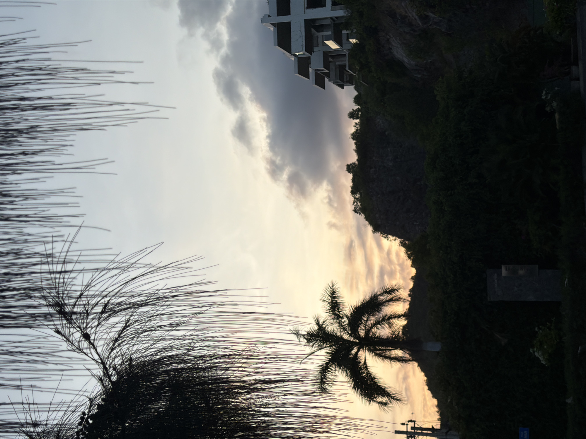 The image, rotated 90 degrees counter-clockwise, shows a view in Nam Nha Trang Ward, Vietnam at twilight or dawn. A palm tree is silhouetted against a sky with a yellow-orange gradient fading into grey clouds. In the upper-right quadrant, a modern building is partially visible against a backdrop of a dark, vegetated hillside. In the lower-left, a coniferous-like tree with long needles frames the shot. A utility pole is partially visible at the bottom-center. The overall scene is dimly lit.