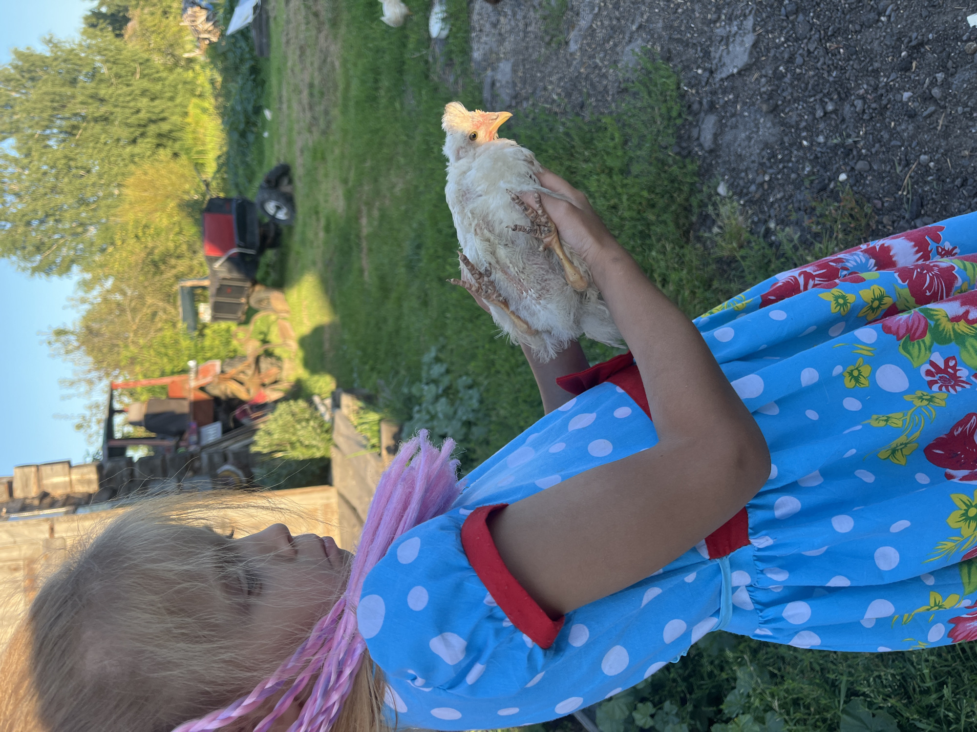 A young girl with blonde hair braided with pink strands holds a light-colored chick in her hands. She is wearing a blue and white polka dot dress with red trim on the sleeves and a floral pattern on the skirt. The girl is looking down at the chick. In the background, there is a rural scene with a wooden structure, a red tractor, and a trailer, all set against a backdrop of green trees and grass under a clear blue sky.
