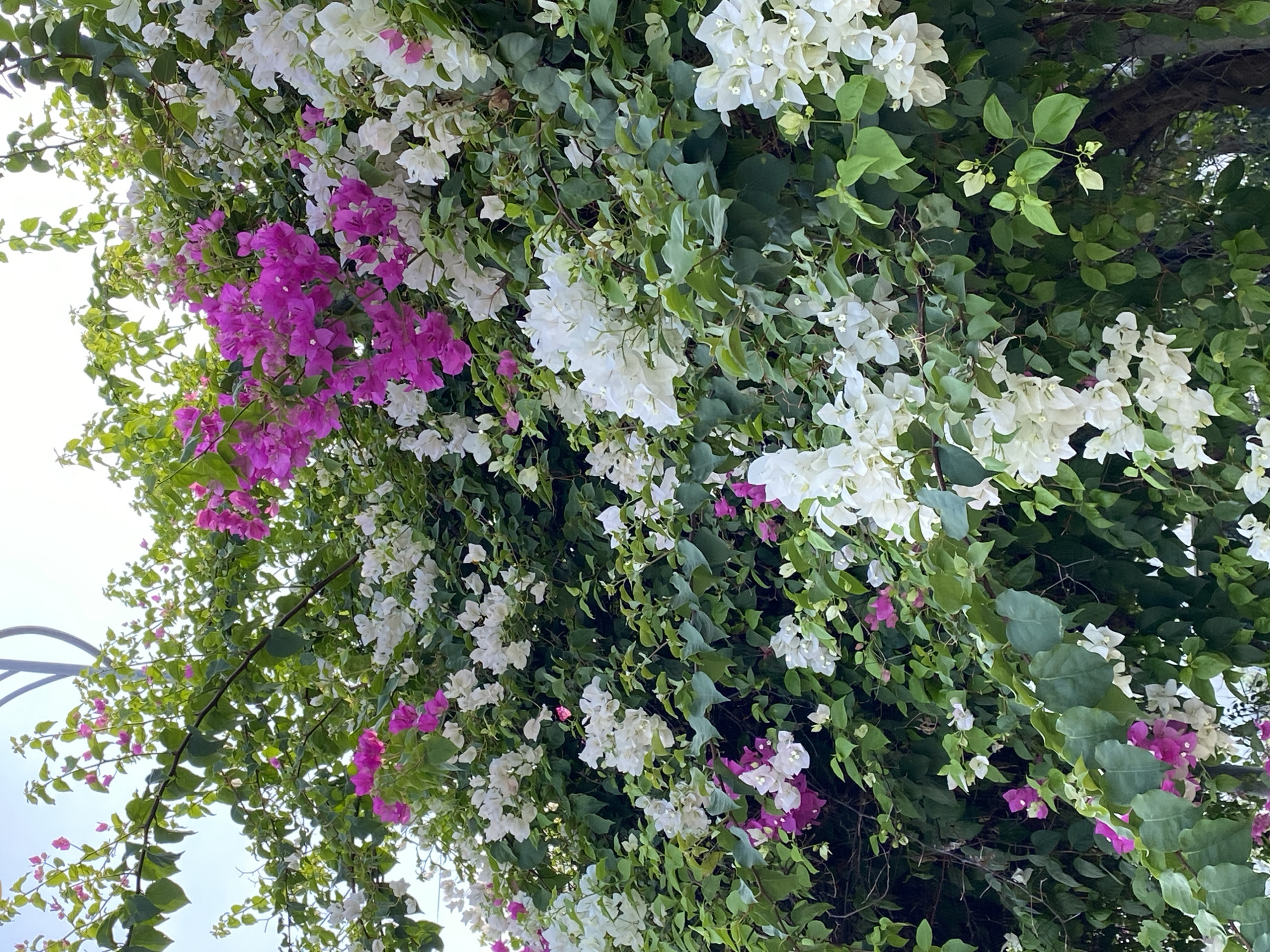 A close-up, eye-level shot captures a dense cluster of bougainvillea plants in full bloom, adorning a structure or fence in Bac Nha Trang Ward, Vietnam. The vibrant flowers are predominantly white and fuchsia, interspersed with lush green foliage. The sky is visible in the upper portion of the image, appearing bright and slightly overcast, suggesting daytime. No people or animals are present in the frame. The overall scene depicts a natural, flourishing display of flora, characteristic of a tropical or subtropical urban environment.