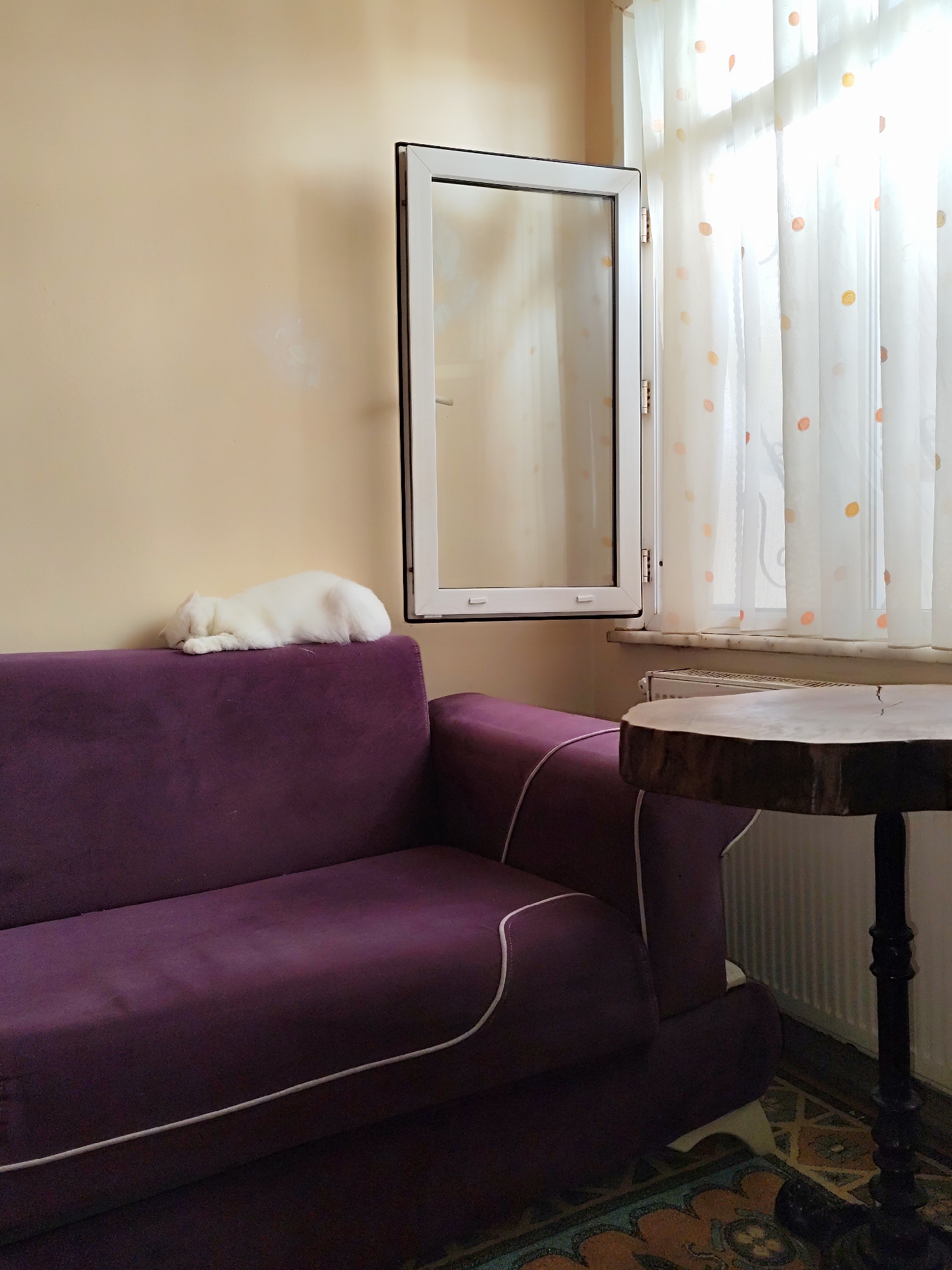 A white cat sleeps on the back of a purple velvet couch next to an open window in a room with yellow walls. The window has white curtains with orange polka dots. Next to the couch is a small, round, wooden table with a black base. The room has a patterned rug on the floor. The location is Sarıyer, Turkey.