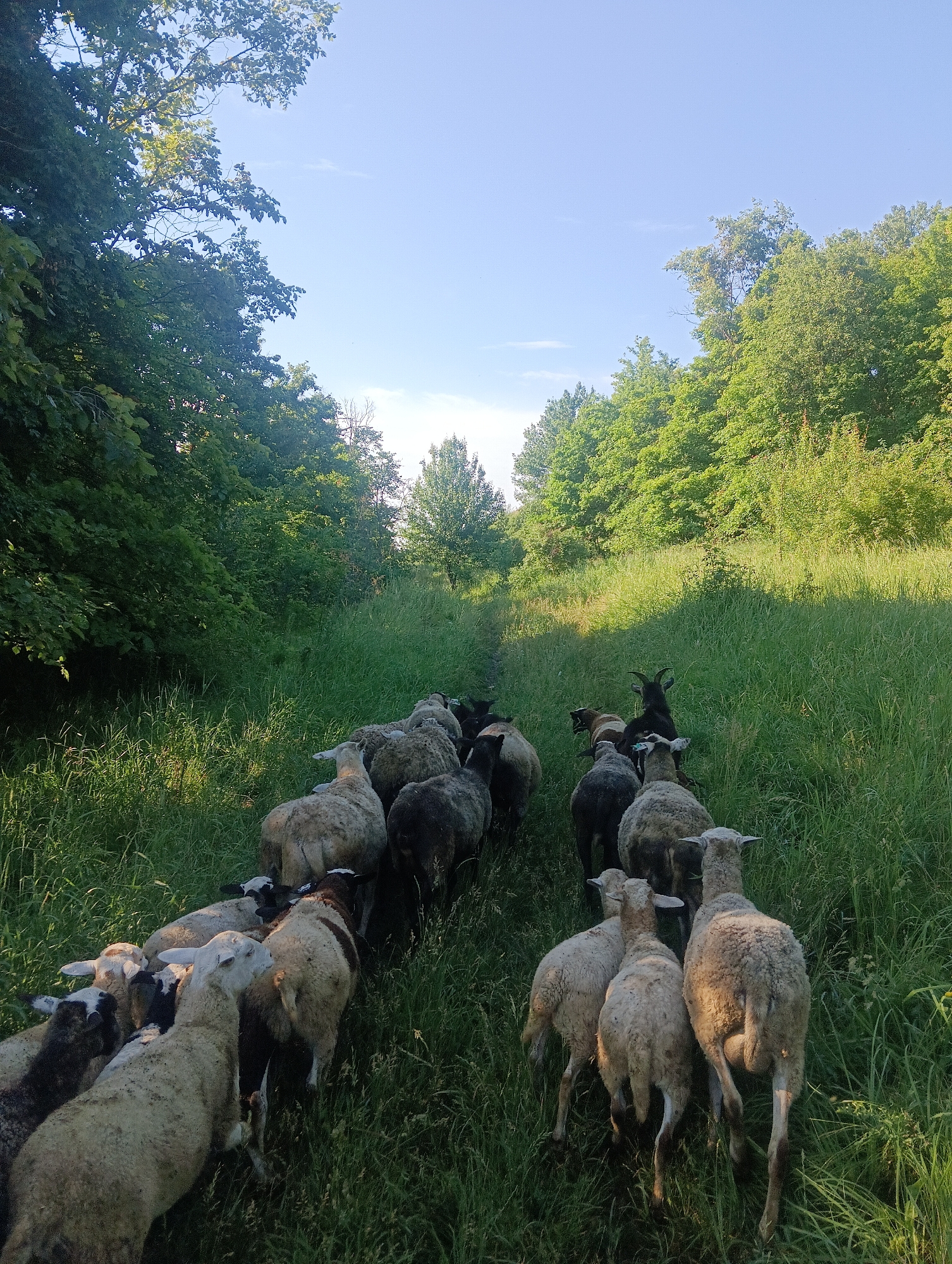 A flock of sheep and goats are walking away from the camera down a grassy path. The path is bordered by dense green trees on either side. The sky is clear and blue, with a few wispy clouds. The sun is shining brightly, casting long shadows across the grass. The sheep and goats are of various colors, including white, black, and brown. They appear to be healthy and well-fed. Some of the goats have horns. The scene is peaceful and idyllic, suggesting a rural or natural setting.