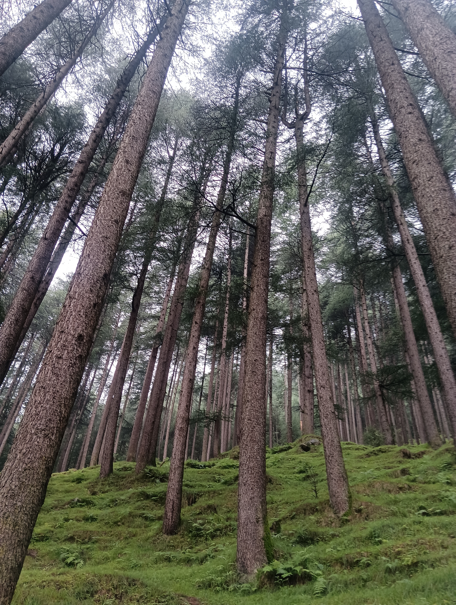 The image depicts a dense forest with tall, slender trees, likely pine or deodar, characteristic of the Himalayan region. The trees have rough, textured bark and their branches reach upwards, creating a canopy that partially obscures the overcast sky. The forest floor is covered in lush green grass and ferns, suggesting a damp or recently rained-on environment. The terrain appears to be a sloping hillside. The image was taken from a low angle, looking up towards the trees, emphasizing their height and the density of the forest. There are no people or animals visible in the scene. The overall atmosphere is serene and natural, evoking a sense of untouched wilderness. The specific location is Chhyal, India.