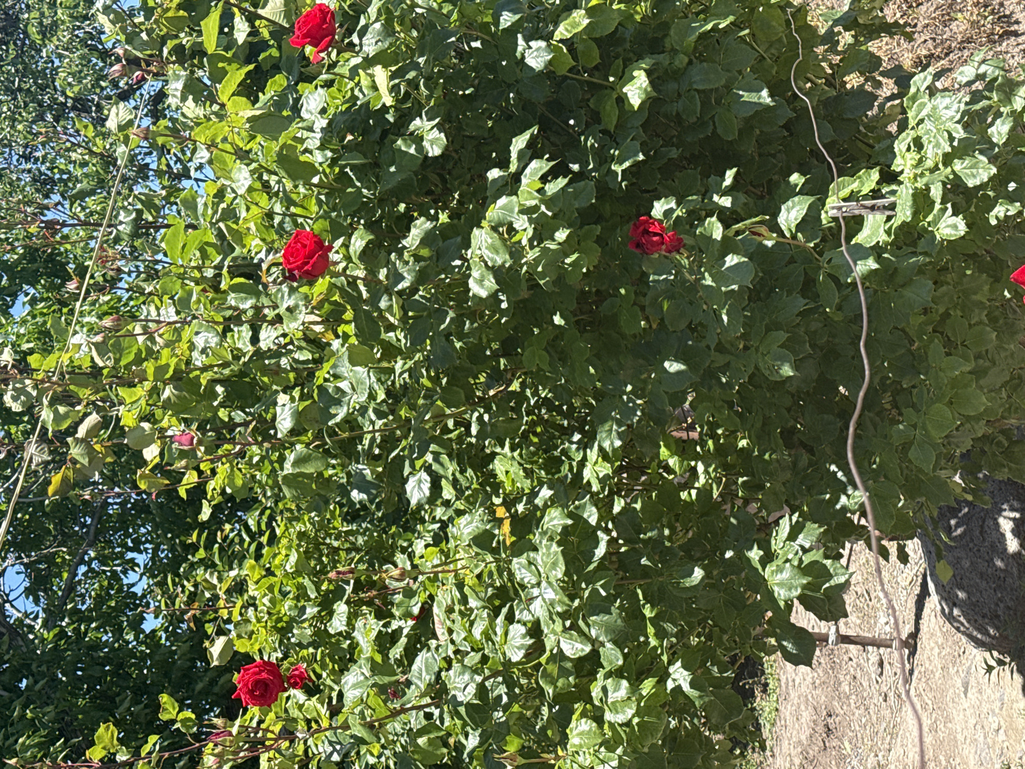 The image depicts a dense rose bush with several red roses in full bloom. The bush is lush with green leaves, and the roses are scattered throughout. The bush appears to be located outdoors, possibly in a garden, with a partially visible blue sky and tree branches in the upper left corner. A gray cable is loosely draped across the right side of the bush, and a textured ground surface is visible at the bottom.