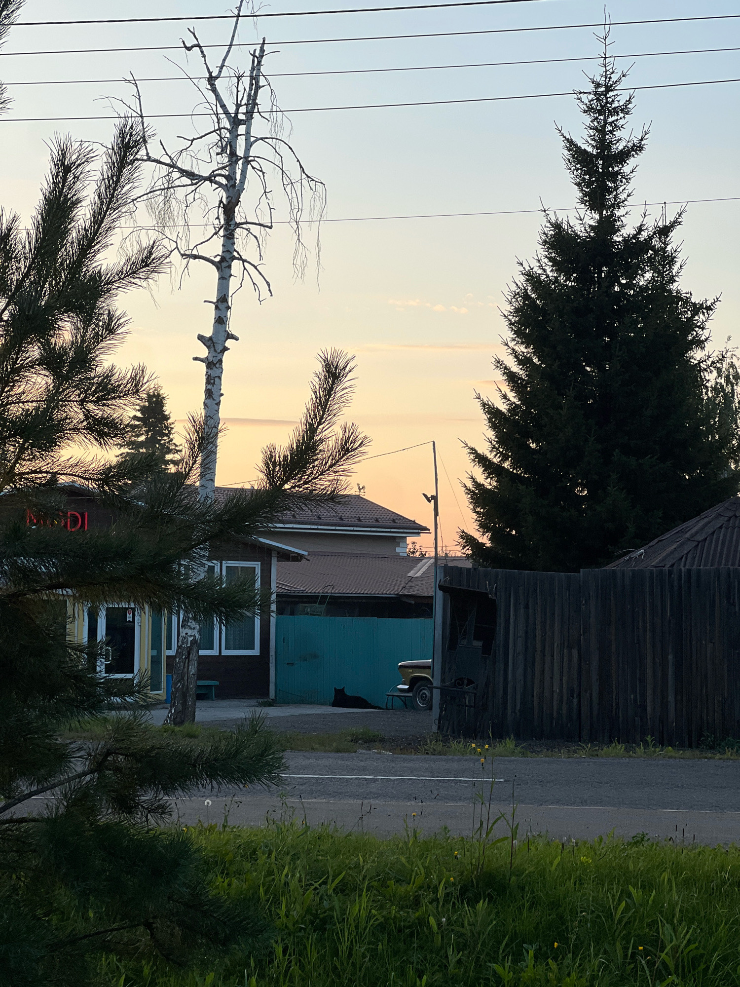 The image depicts a rural or suburban setting with a dusky sky transitioning from yellow to pale blue. In the foreground, a dark green pine branch with needles obscures part of the scene. Behind it, a bare, white birch tree stands tall. To the right, a large, dark green spruce tree dominates the right side of the frame.
The middle ground reveals a low-slung building with a brown roof and dark brown walls. A neon sign with red letters, partially obscured by the pine branch, appears to read "MODDI". Adjacent to this building, a teal-colored gate is visible, and to its right, a dark wooden fence encloses a yard. A black cat is lying down in front of the teal gate. A vintage yellow car is partially visible near the gate.
The background features a few other buildings with similar brown roofs. Power lines are strung across the sky. The ground in front of the buildings is a paved road with a white line marking the center. A strip of green grass and wildflowers grows along the edge of the road. The overall atmosphere suggests late evening in a quiet, possibly industrial or commercial area outside of a major city. The presence of a business sign ("MODDI") and the type of buildings suggest it could be a district with shops or small enterprises. The specific location within Krasnoyarsk, Russia cannot be definitively determined from the visual information alone.