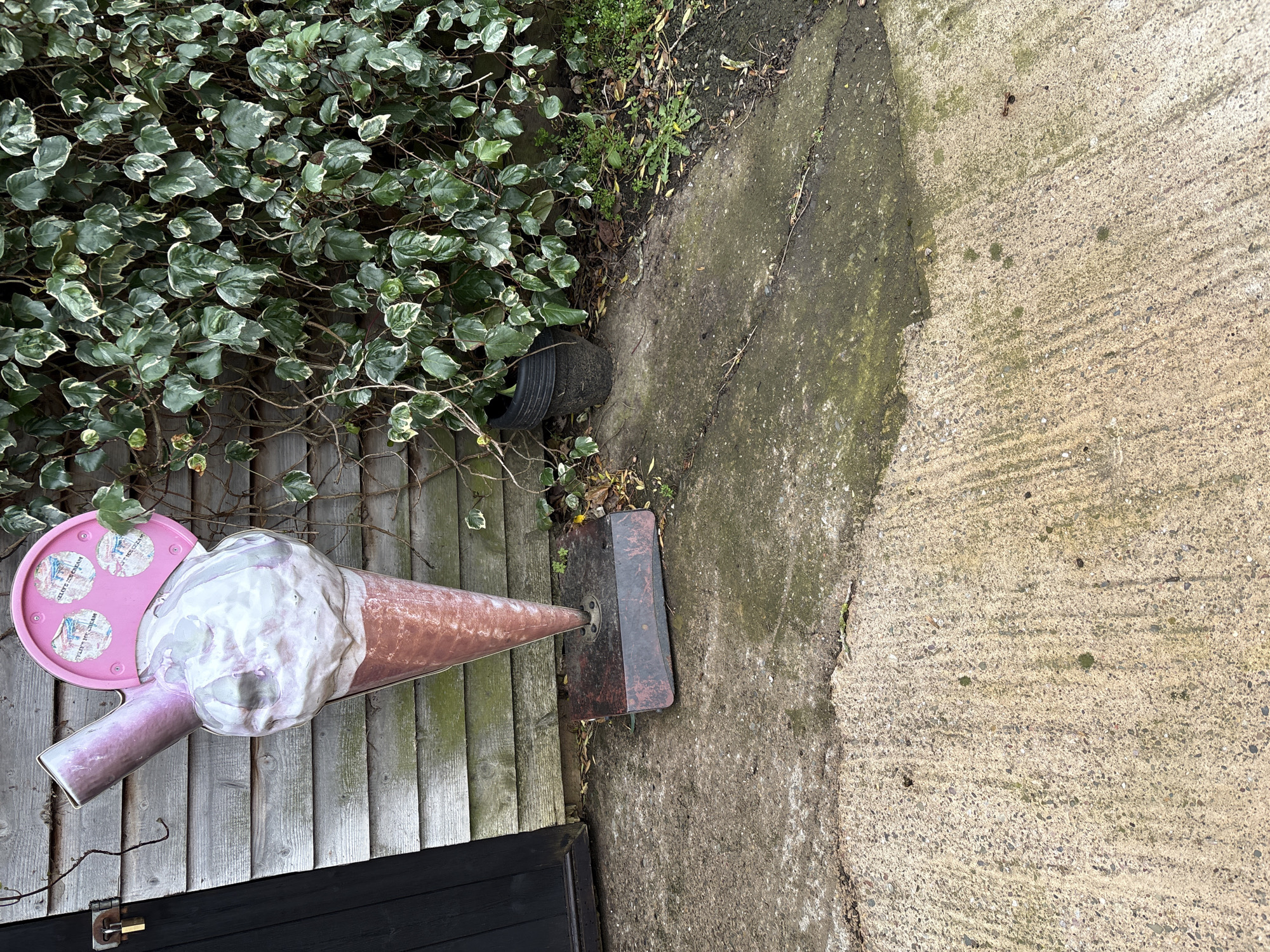 This image captures an outdoor scene in Pulverbatch, United Kingdom. A large, weathered, three-dimensional ice cream cone sign stands prominently in the left-center. The sign features a reddish-brown cone supporting a textured, white and light pink scoop, with an angled, thicker pink tube extending upwards. Behind the scoop, a circular pink sign is attached, displaying multiple worn stickers, some legible as "KELLY'S ICE CREAM". The ice cream sign rests on a dark, rusted metal baseplate positioned on the ground.
To the left of the sign, a dark grey-brown horizontally planked wooden wall of a shed or building serves as the background. A black wooden door is visible on the far left, secured with a brass padlock on a metal hasp. To the right of the ice cream sign, the wooden wall is densely covered with variegated green and white ivy. A black, ribbed plastic plant pot is partially visible beneath the ivy. The ground is a light grey concrete surface, exhibiting cracks, parallel striations, and patches of green moss and lichen growth. A darker, more moss-covered section of concrete is visible towards the right side of the foreground. Scattered dry leaves and sparse weeds are present at the base of the wall. No people are visible.