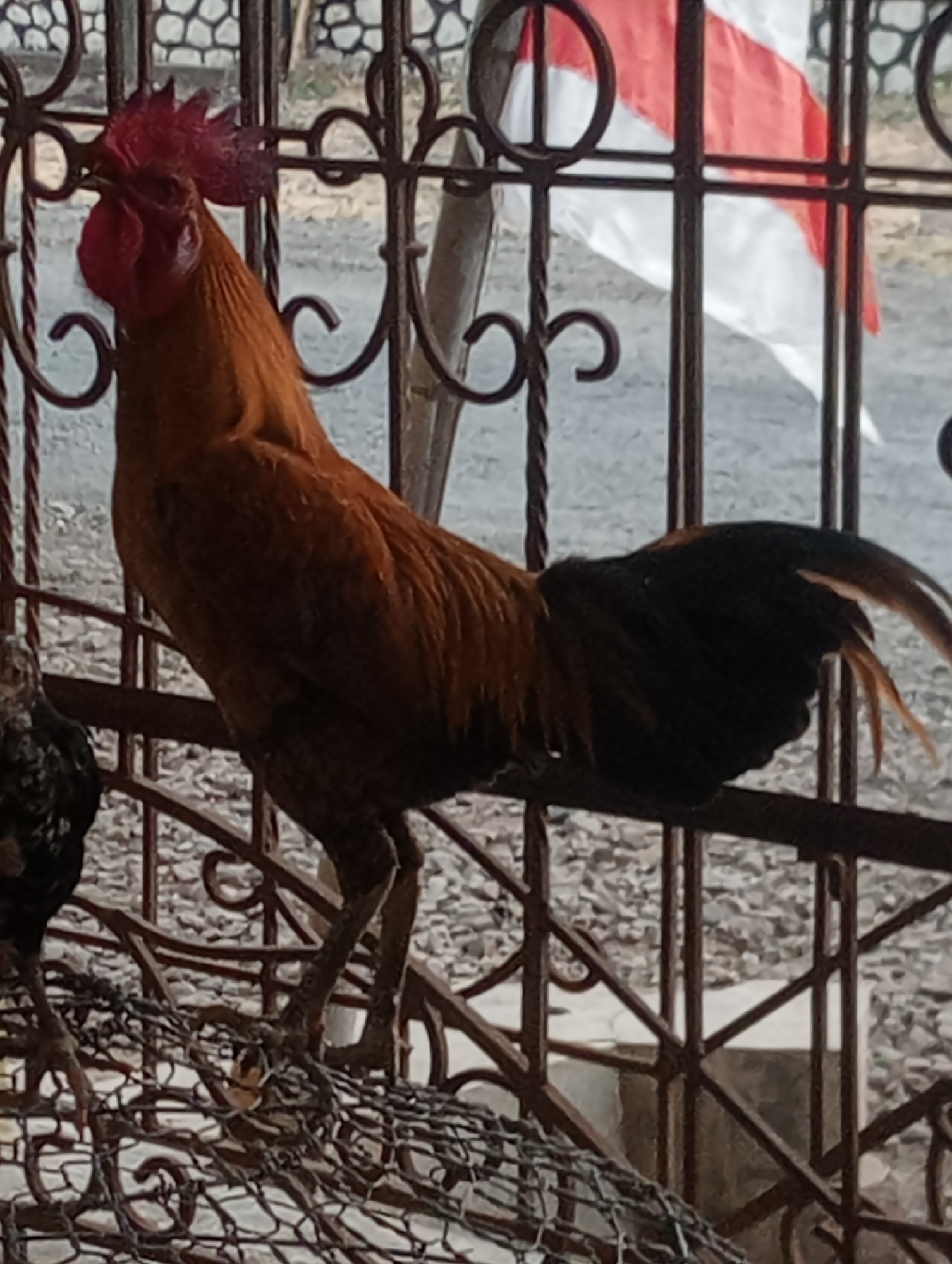 A rooster stands on a metal grate, partially obscured by a fence. The rooster is predominantly brown with a black tail and a red comb. In the background, a red and white flag is visible behind the fence. The ground appears to be covered in gravel. The scene is likely outdoors in an urban or semi-urban environment.