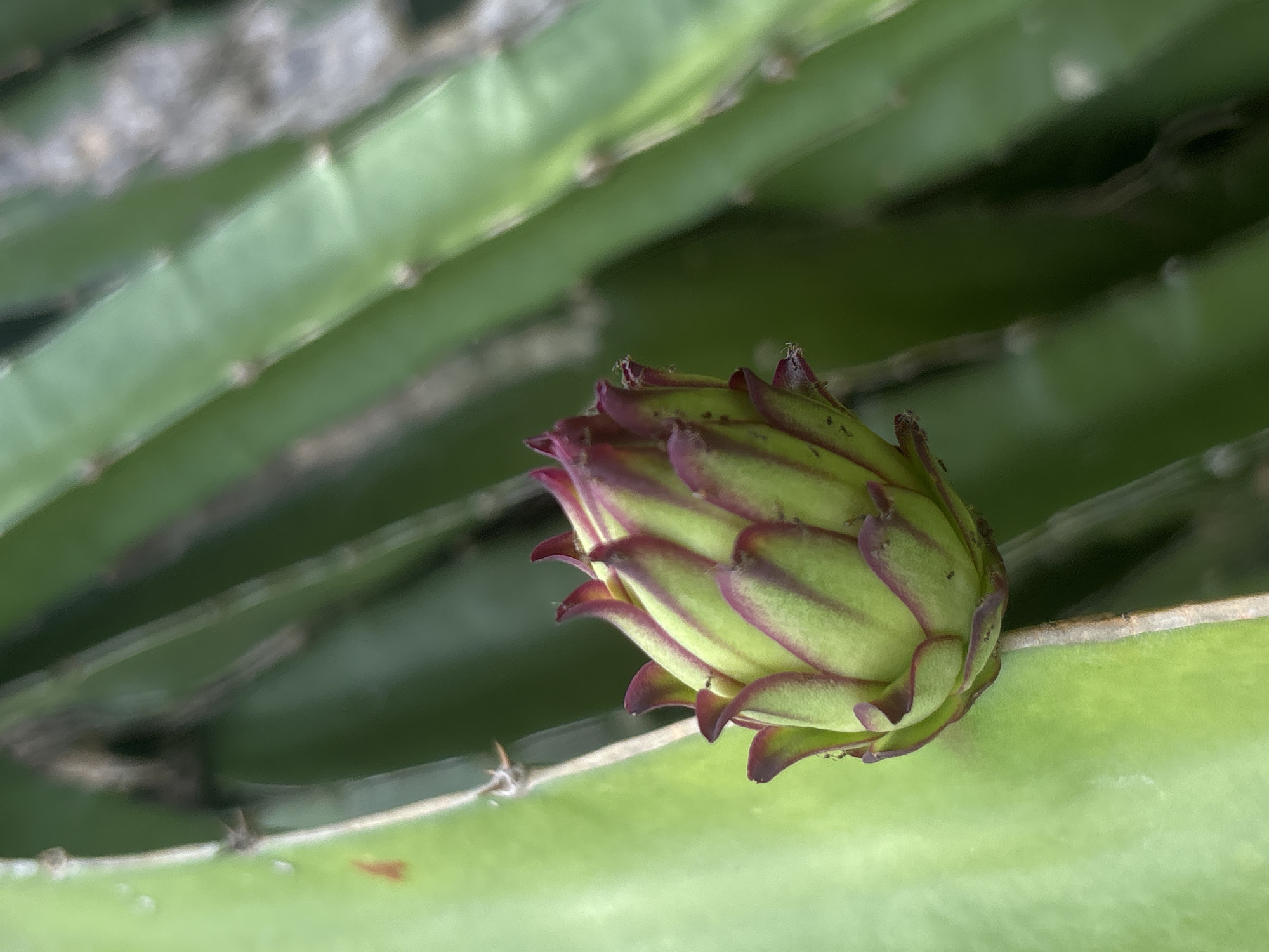 A close-up, shallow depth of field shot focuses on a green dragon fruit bud with purple tips. The bud is attached to a stem and is surrounded by other green dragon fruit stems, some of which are blurred and out of focus. The background is also blurred, creating a soft green and dark green environment. There are no people or animals visible in the image. The scene appears to be in a garden or farm, likely in a tropical climate. No specific location within Lhokseumawe, Indonesia is identifiable.