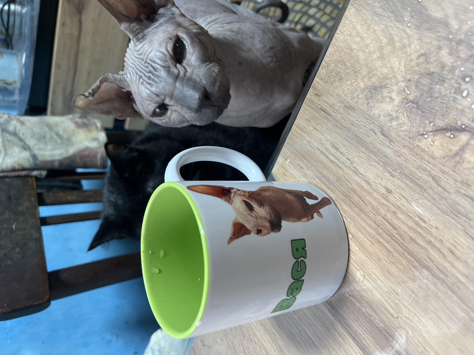 Two cats, one a hairless Sphynx and the other a black cat, are visible in the background. In the foreground, a white mug with a green rim and a picture of a Sphynx cat on it is placed on a wooden table. The text "Вася" is written in green on the mug. The scene appears to be indoors, possibly a domestic setting. There are no visible signs indicating a specific location in Nizhny Tagil, Russia.