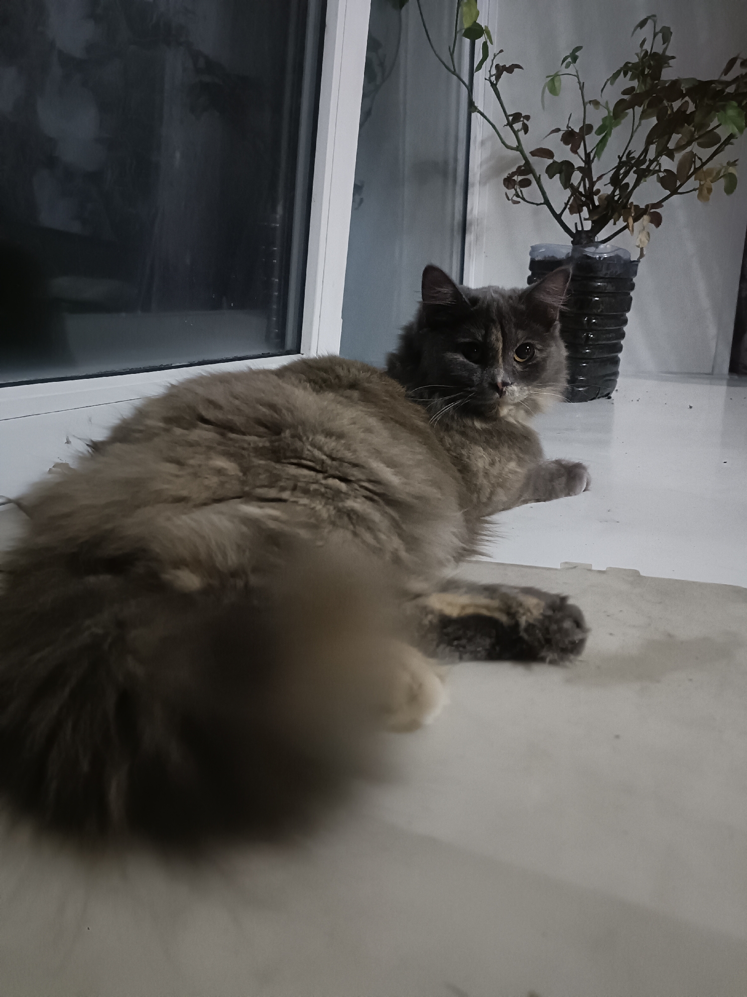 A fluffy, long-haired cat with gray and tortoiseshell markings lies on a light-colored, flat surface, possibly a windowsill or floor, in an indoor setting. The cat is facing the viewer, with its head turned slightly to the right, and its amber eyes are looking directly at the camera. Its body is elongated, with its front paws tucked underneath and its hind legs extended. A large, bushy tail is visible in the foreground, partially out of focus. Behind the cat, a potted plant with sparse branches and leaves sits in a dark, ribbed plastic container. A large window with a reflection is visible to the left of the cat. The lighting is dim, suggesting it may be evening or a dimly lit room. The environment appears to be a residential interior, possibly an apartment in the city of Ridder, Kazakhstan. There are no people or other animals visible in the image.